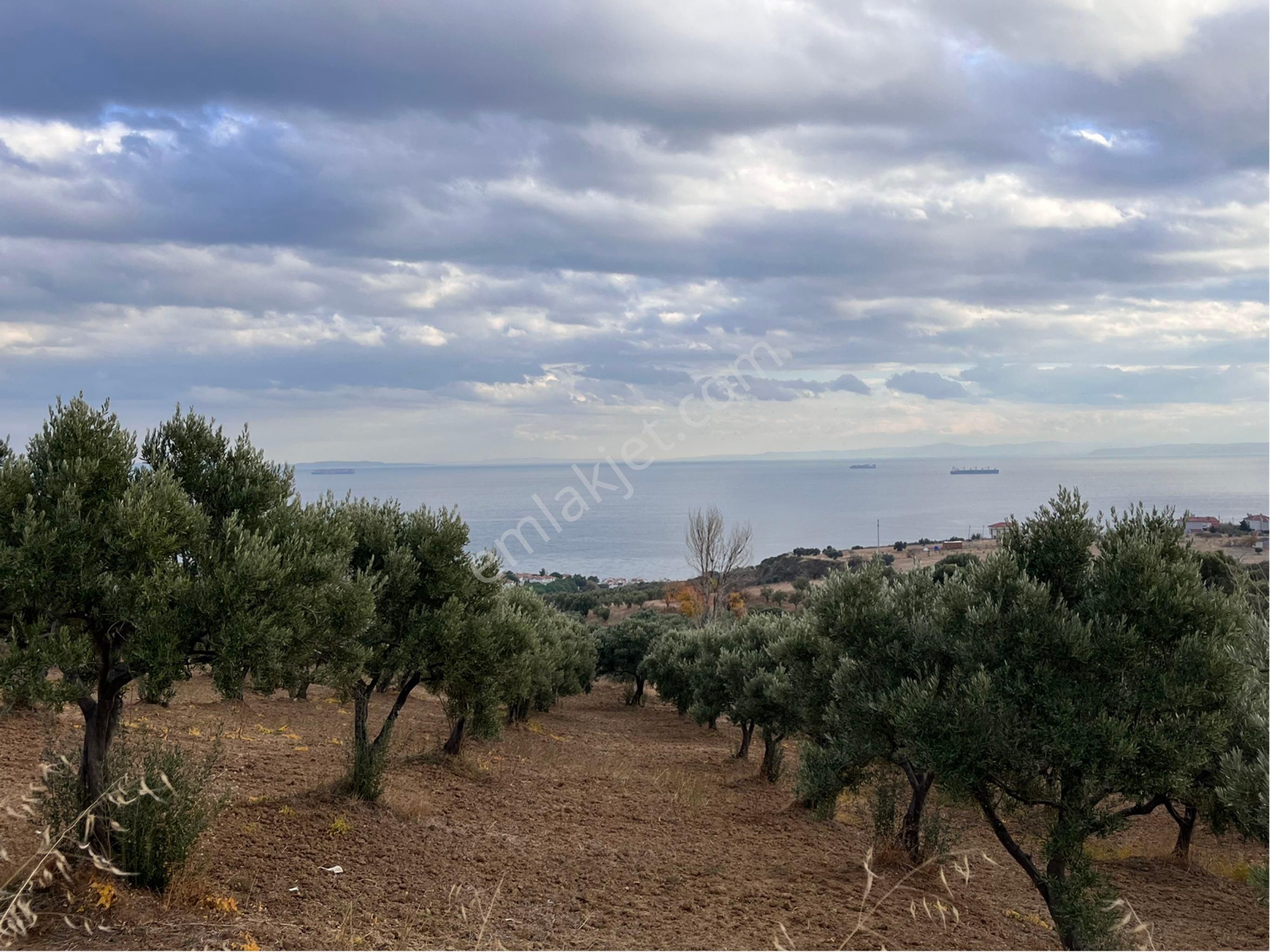 Şarköy Y. Kalamış Mah. Deniz Manzaralı Bakımlı Yolu Olan Zeytinlik Satılık - Görsel 5