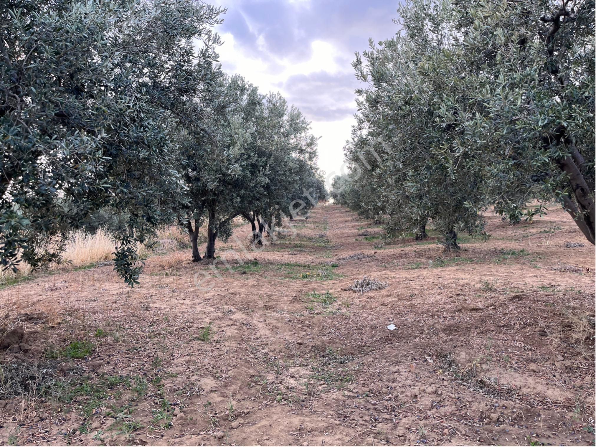 Şarköy Y. Kalamış Mah. Deniz Manzaralı Bakımlı Yolu Olan Zeytinlik Satılık - Görsel 19