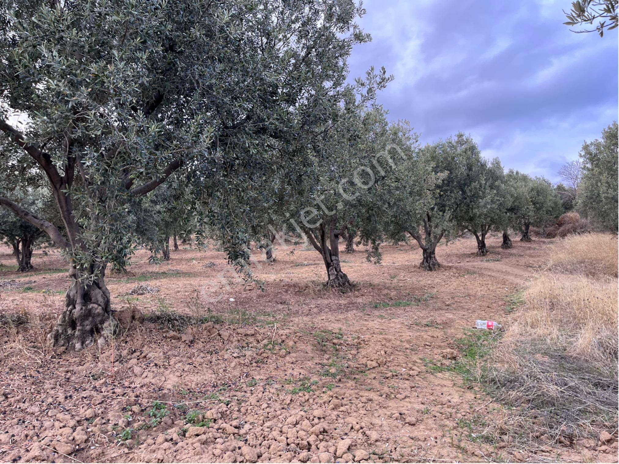 Şarköy Y. Kalamış Mah. Deniz Manzaralı Bakımlı Yolu Olan Zeytinlik Satılık - Görsel 18