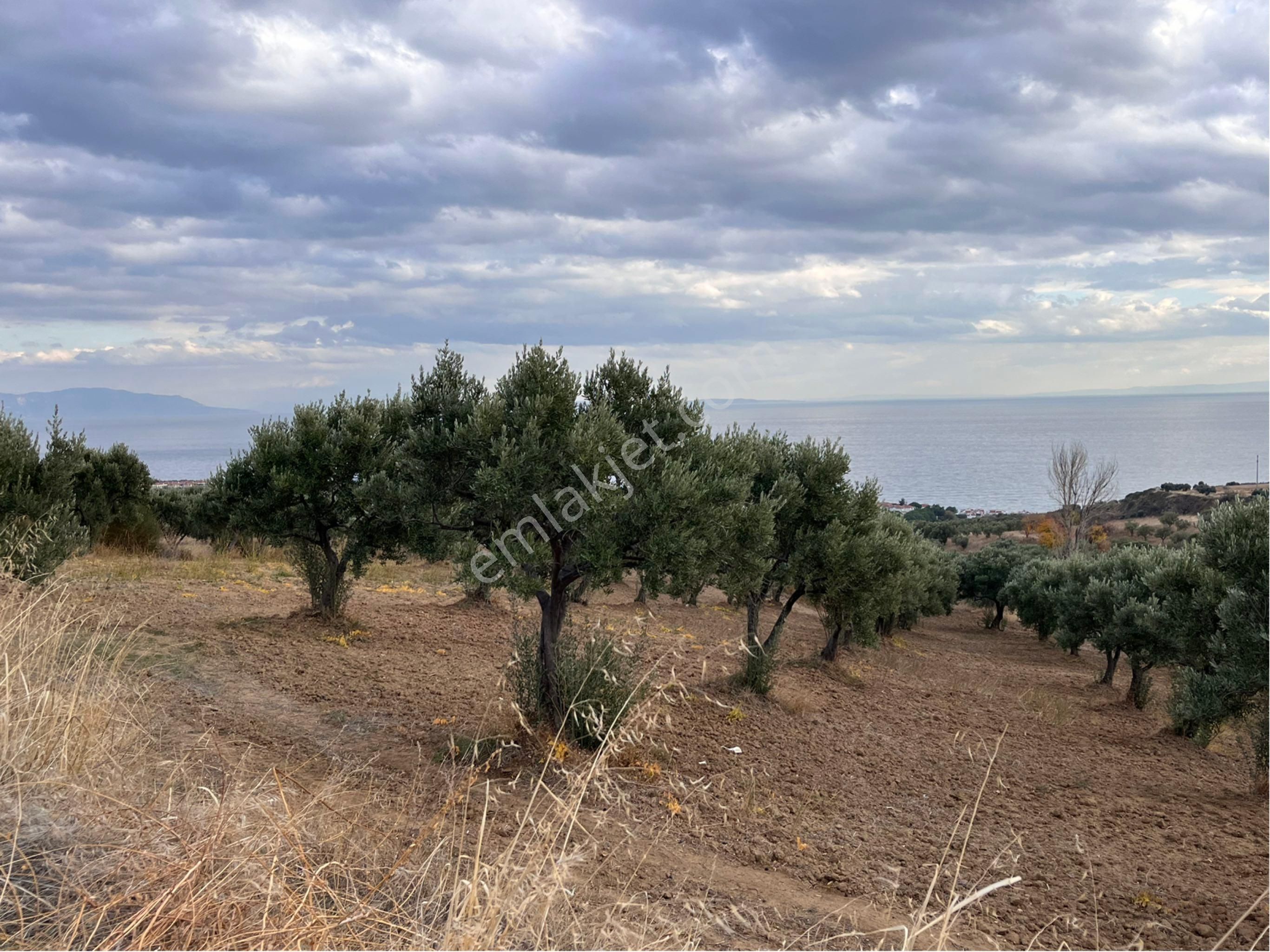 Şarköy Y. Kalamış Mah. Deniz Manzaralı Bakımlı Yolu Olan Zeytinlik Satılık - Görsel 31