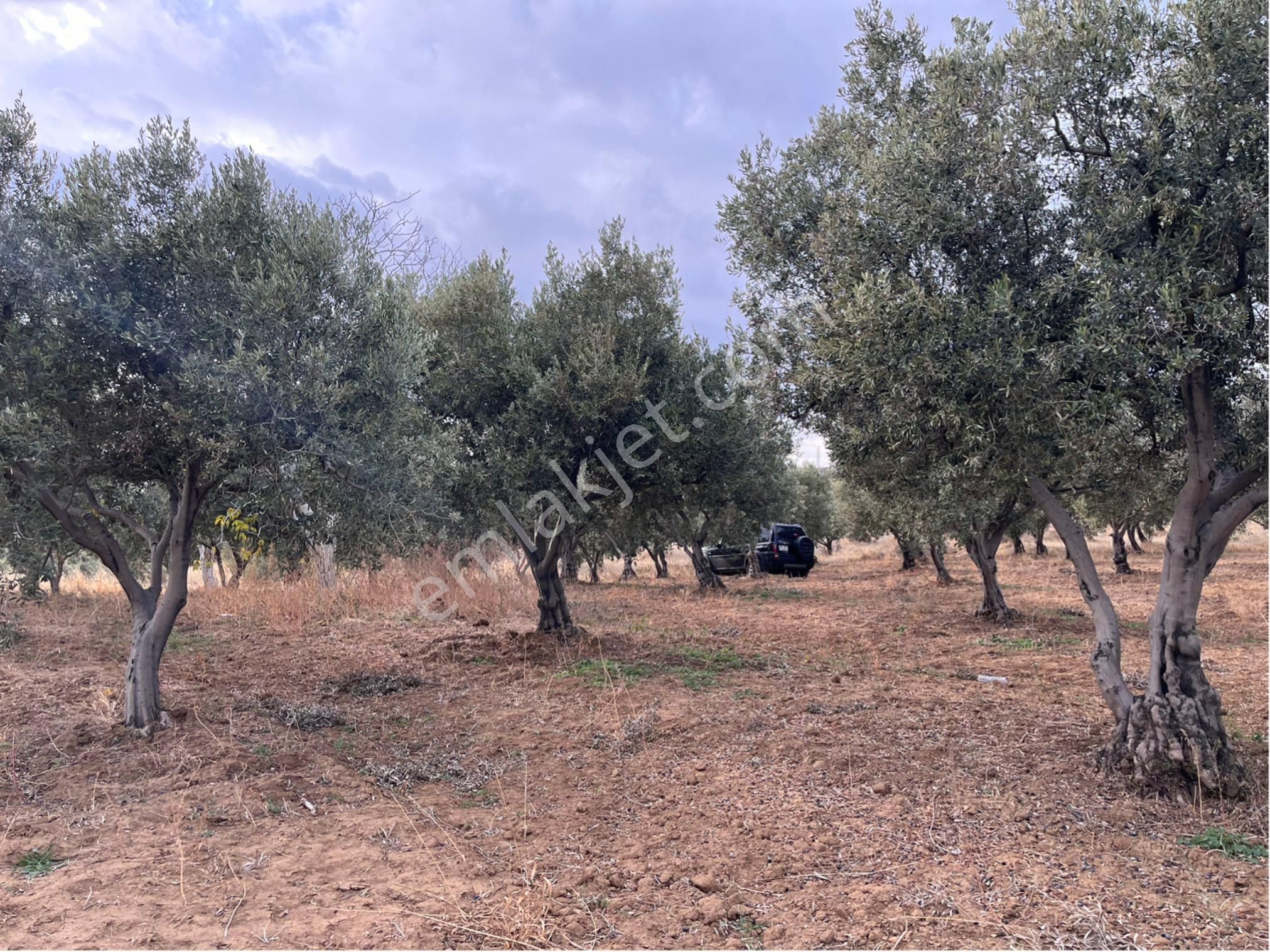 Şarköy Y. Kalamış Mah. Deniz Manzaralı Bakımlı Yolu Olan Zeytinlik Satılık - Görsel 7