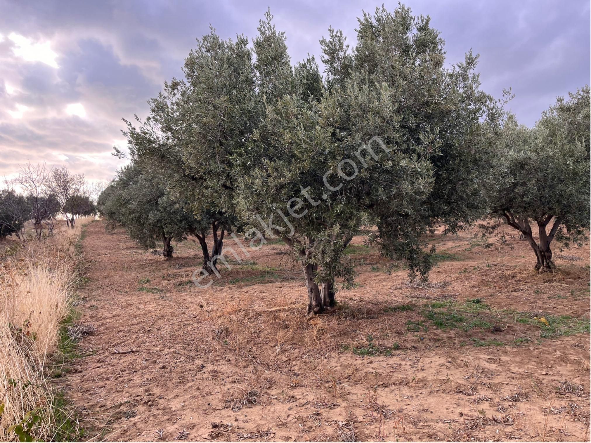 Şarköy Y. Kalamış Mah. Deniz Manzaralı Bakımlı Yolu Olan Zeytinlik Satılık - Görsel 16