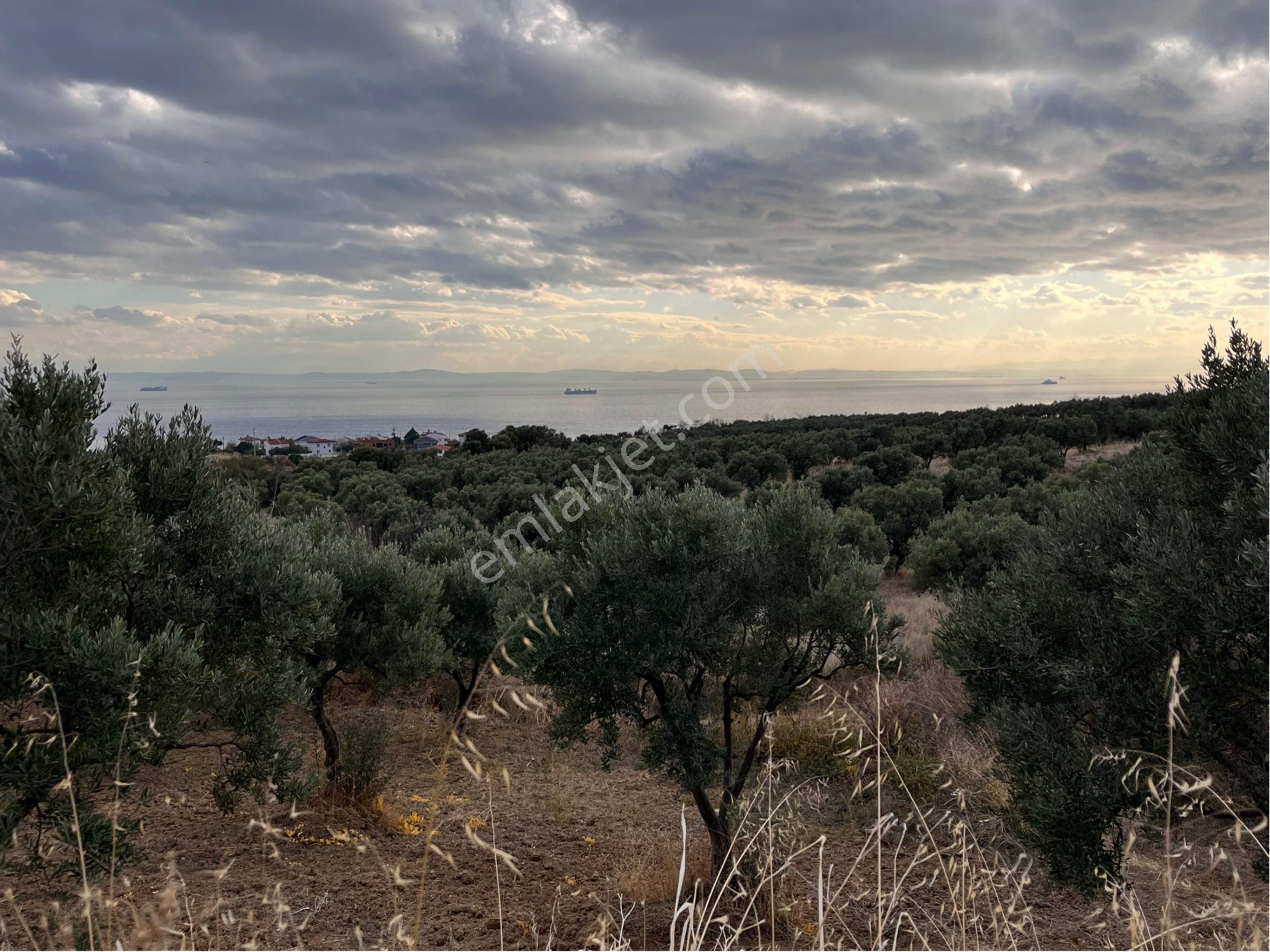 Şarköy Y. Kalamış Mah. Deniz Manzaralı Bakımlı Yolu Olan Zeytinlik Satılık - Görsel 34