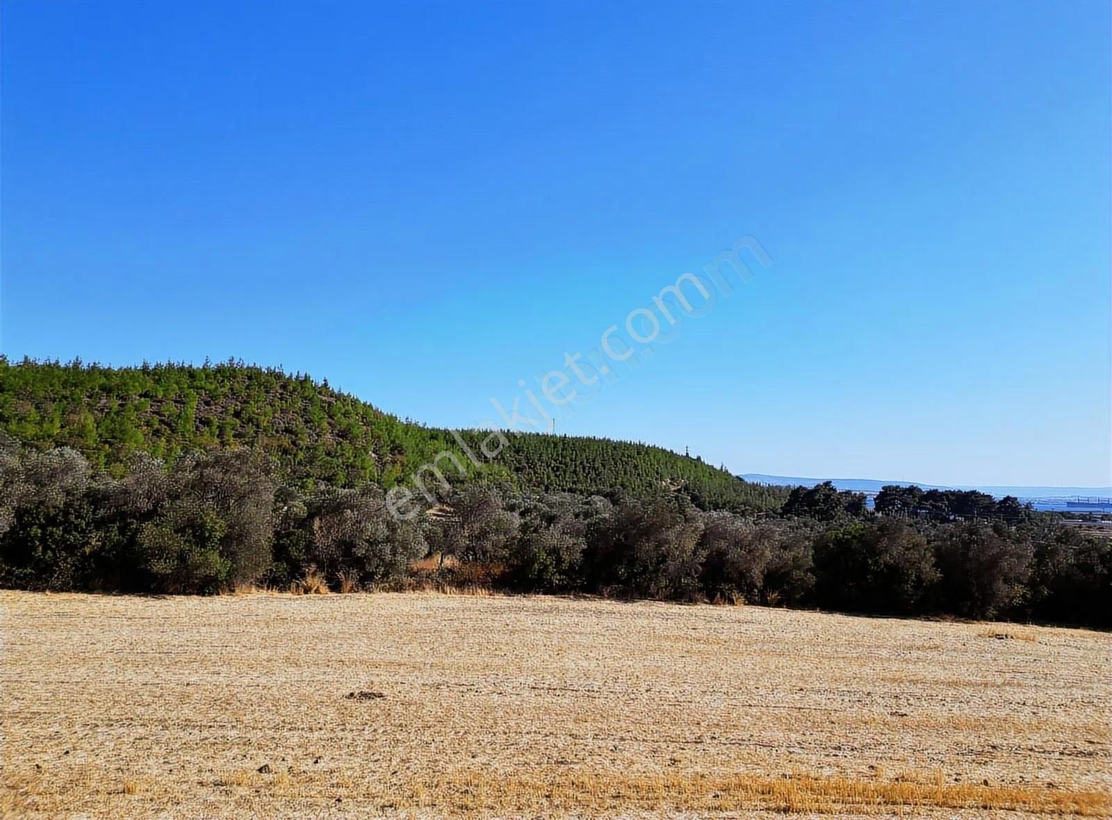 Eceabat Yalova Köyü Full Deniz Manzaralı 10 Dönüm Arazi - Görsel 5