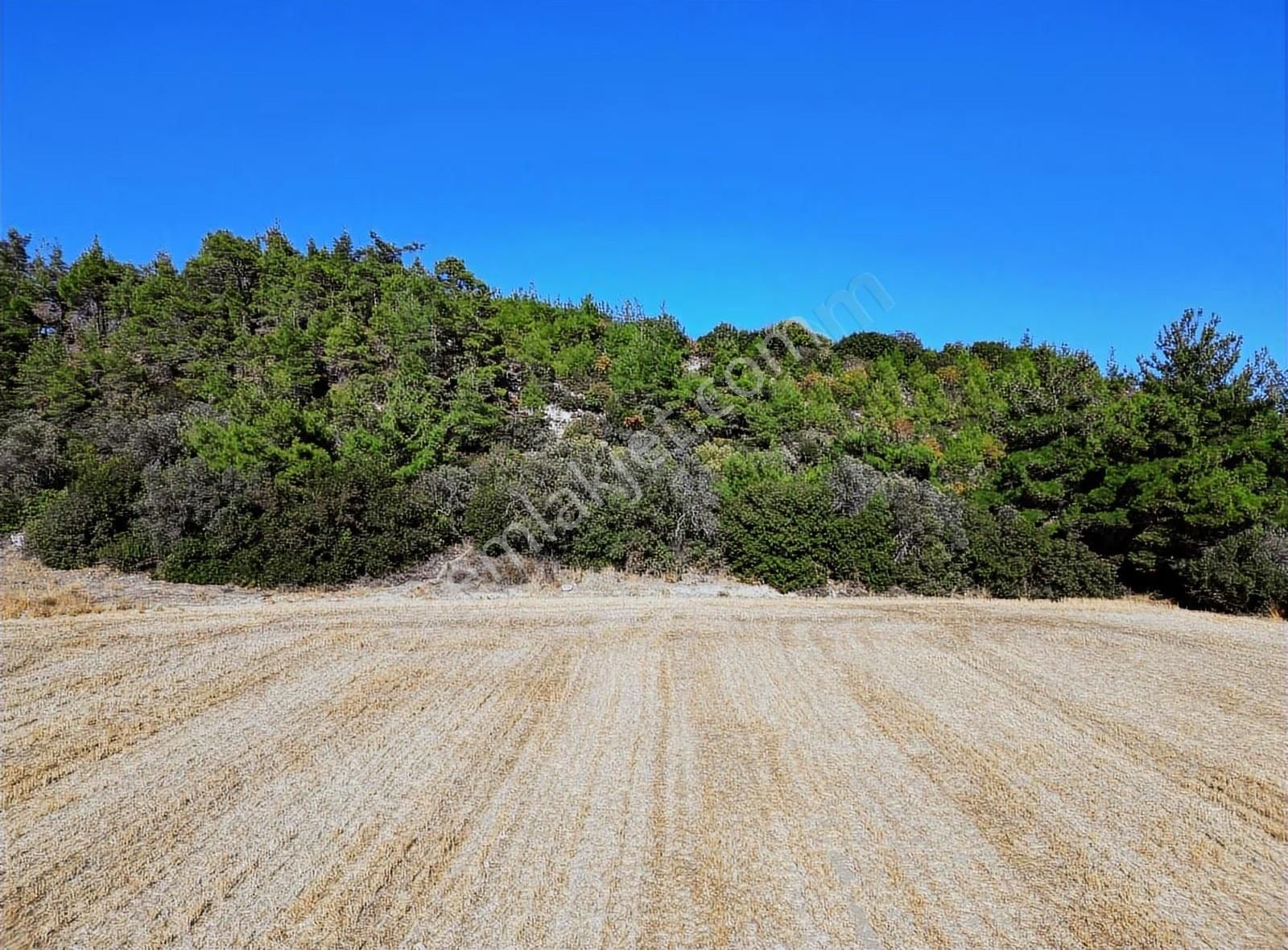 Eceabat Yalova Köyü Full Deniz Manzaralı 10 Dönüm Arazi - Görsel 14