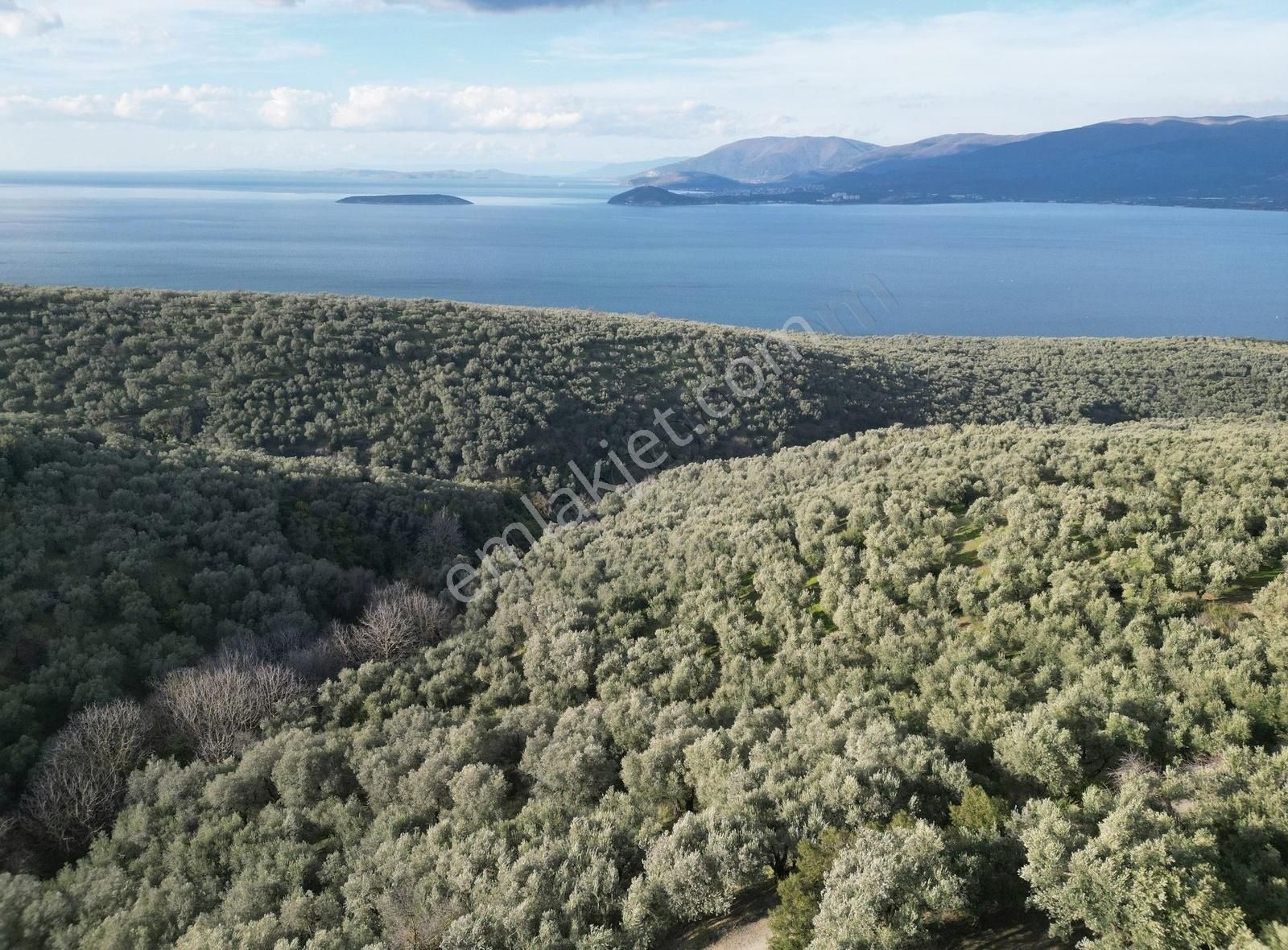 Malta'dan Edincikte Asfalt Yola Cephe Deniz Manzaralı Zeytinlik - Görsel 8