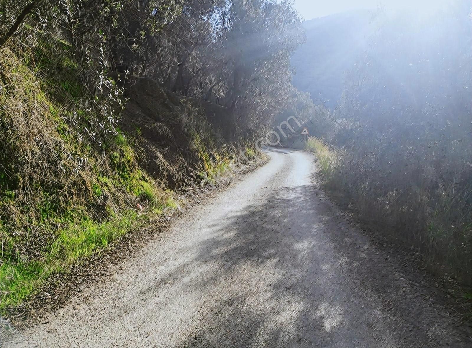 Malta'dan Edincikte Asfalt Yola Cephe Deniz Manzaralı Zeytinlik - Görsel 9