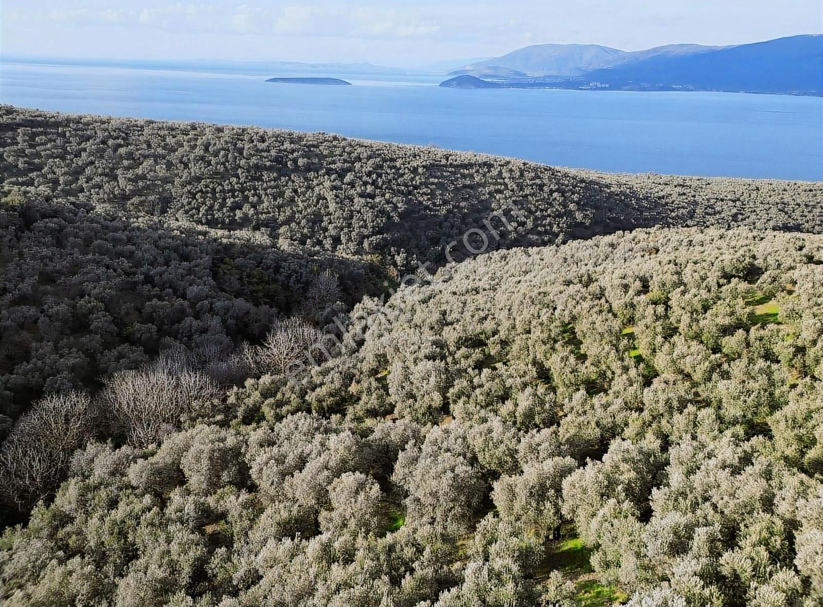 Malta'dan Edincikte Asfalt Yola Cephe Deniz Manzaralı Zeytinlik - Görsel 5