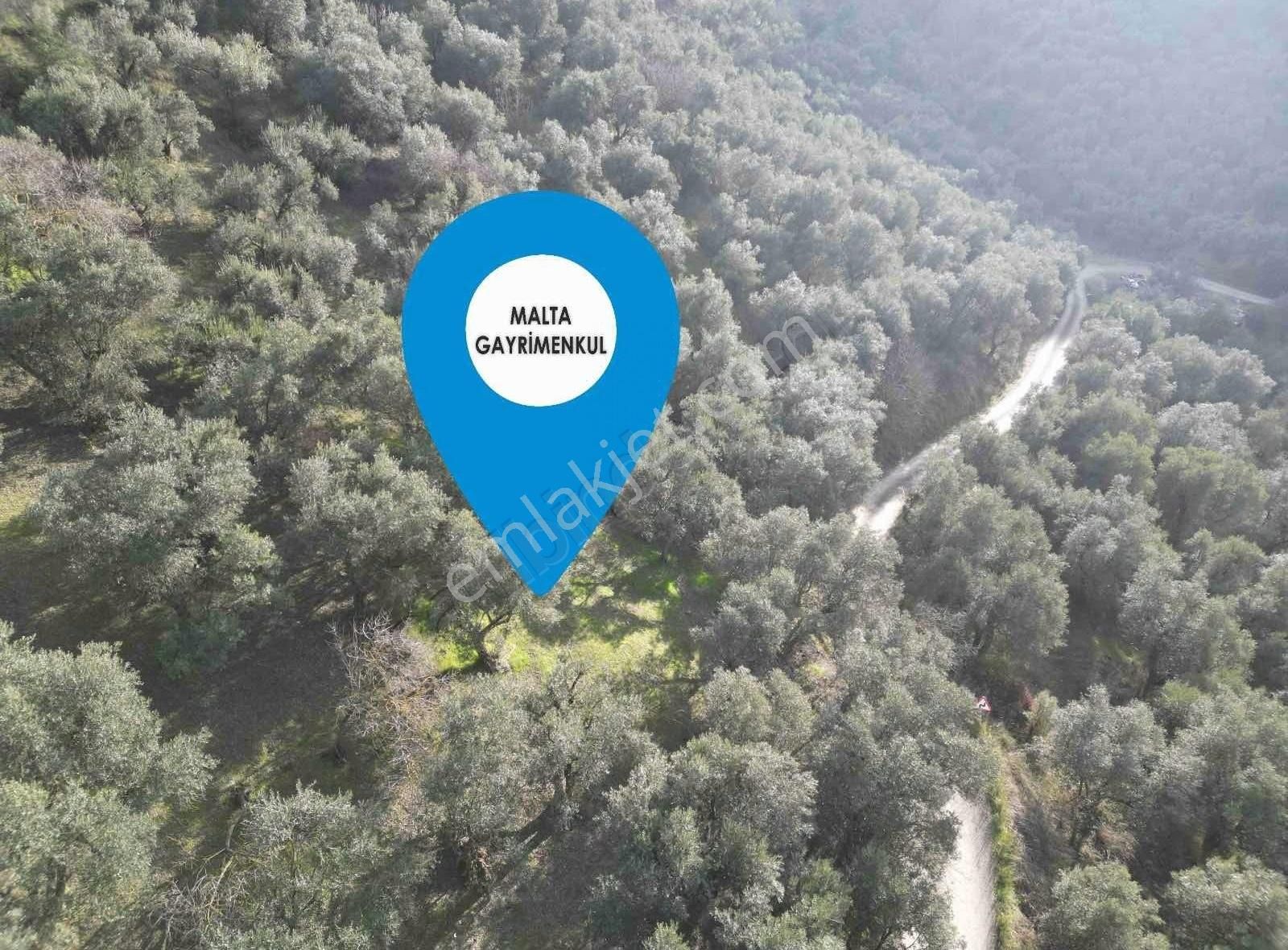 Malta'dan Edincikte Asfalt Yola Cephe Deniz Manzaralı Zeytinlik