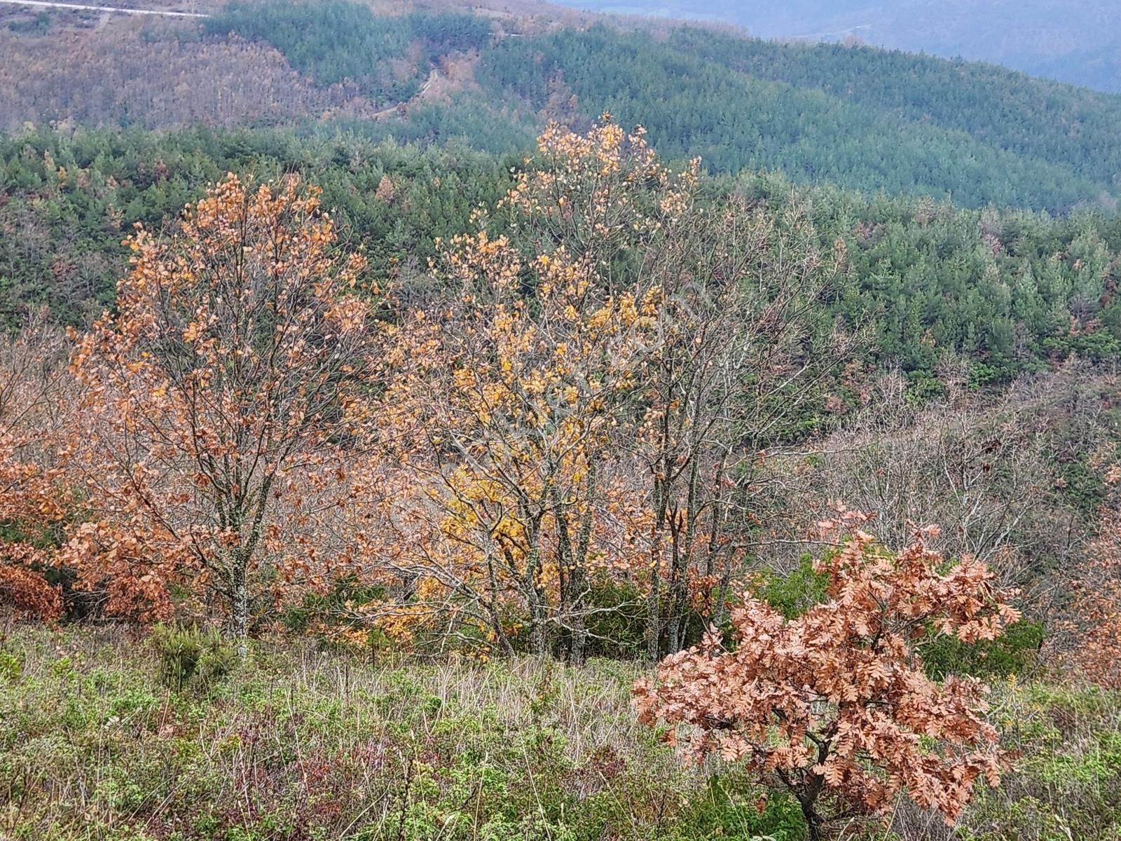 Çanakkale Yenice 8.200 M2 Satılık Arazi - Görsel 14