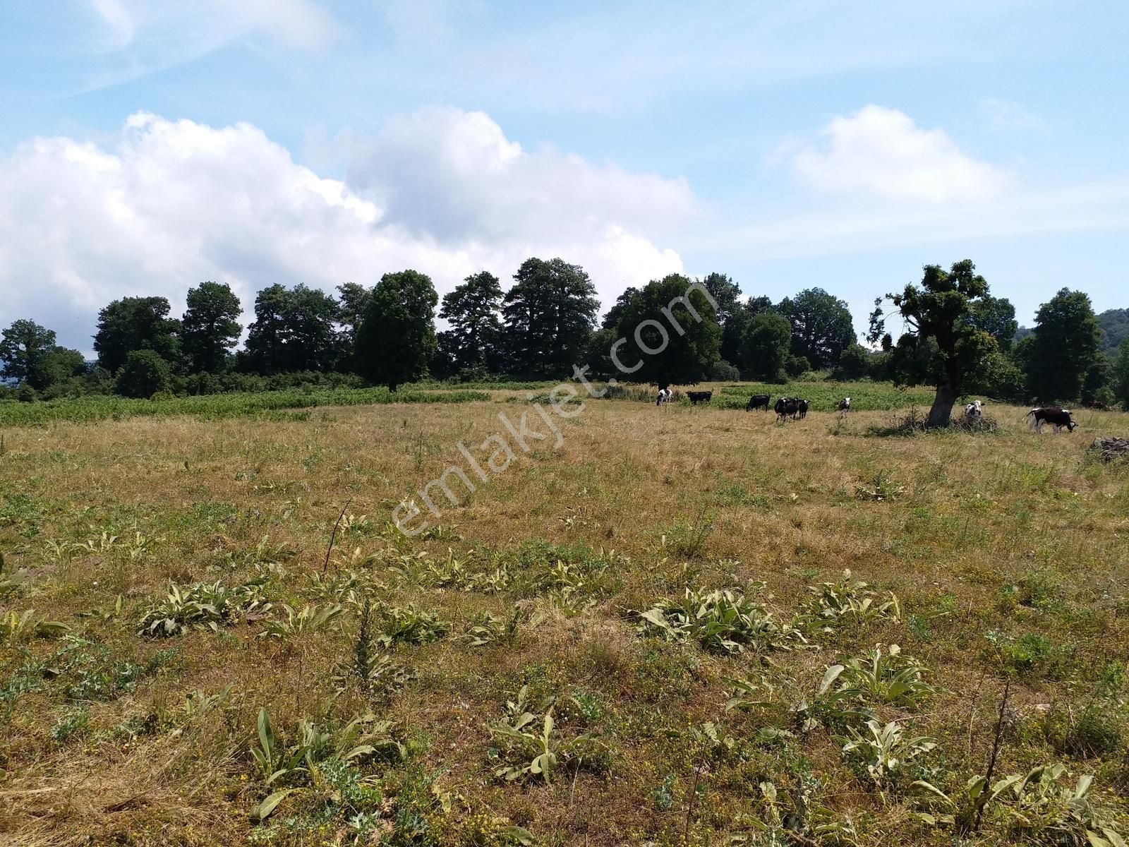 Çanakkale Yenice 26.000 M2 Satılık Arazi - Görsel 2