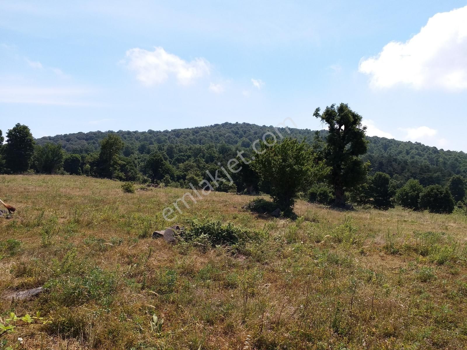 Çanakkale Yenice 26.000 M2 Satılık Arazi - Görsel 10