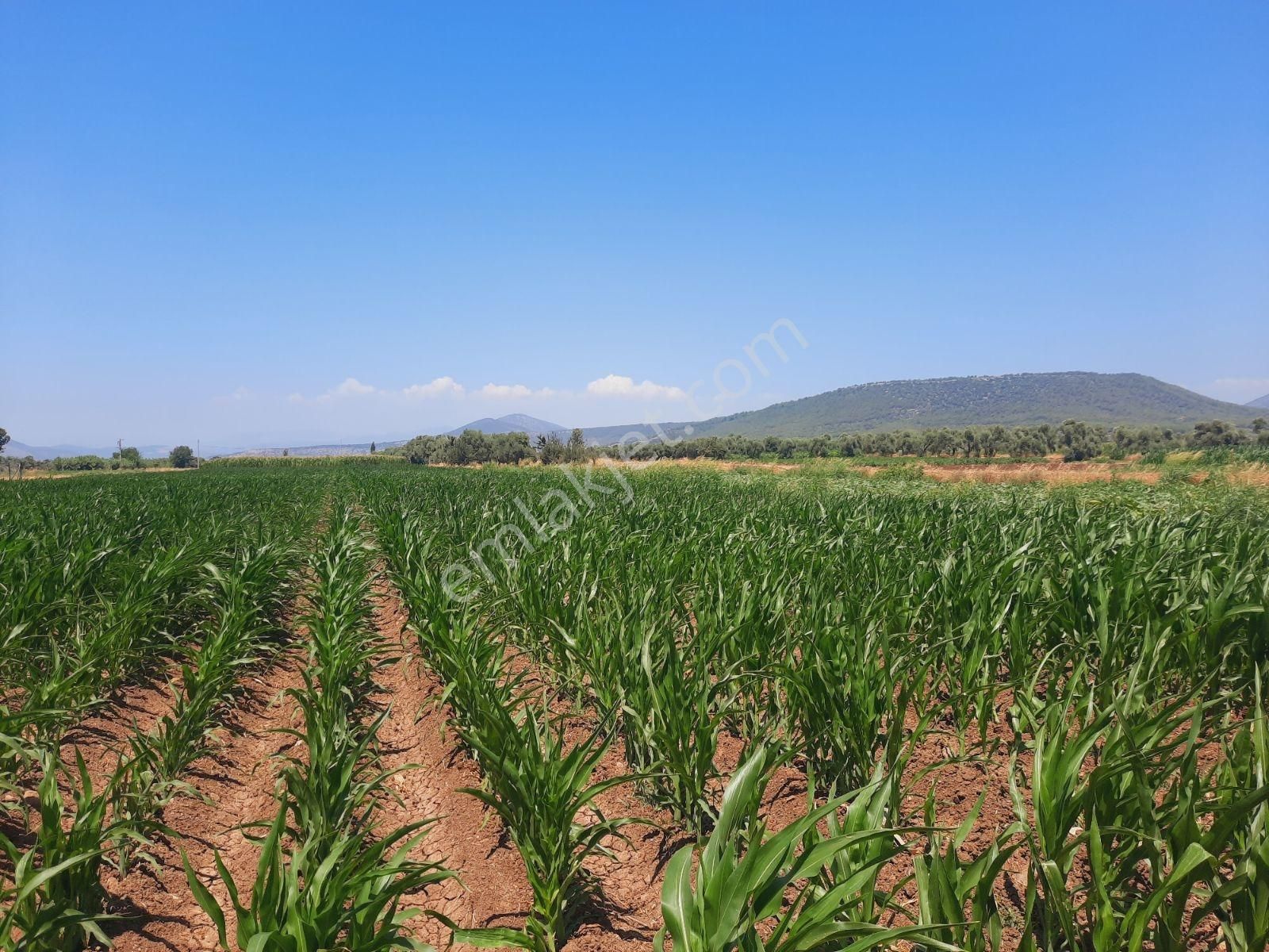 Milas Ağaçlıhüyük Te 4.988m² Resmı Yola Sıfır Fırsat Tarla - Görsel 4