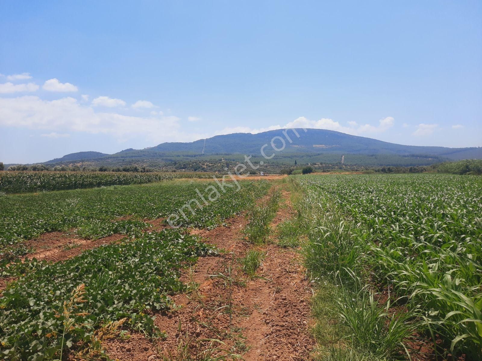 Milas Ağaçlıhüyük Te 4.988m² Resmı Yola Sıfır Fırsat Tarla - Görsel 3