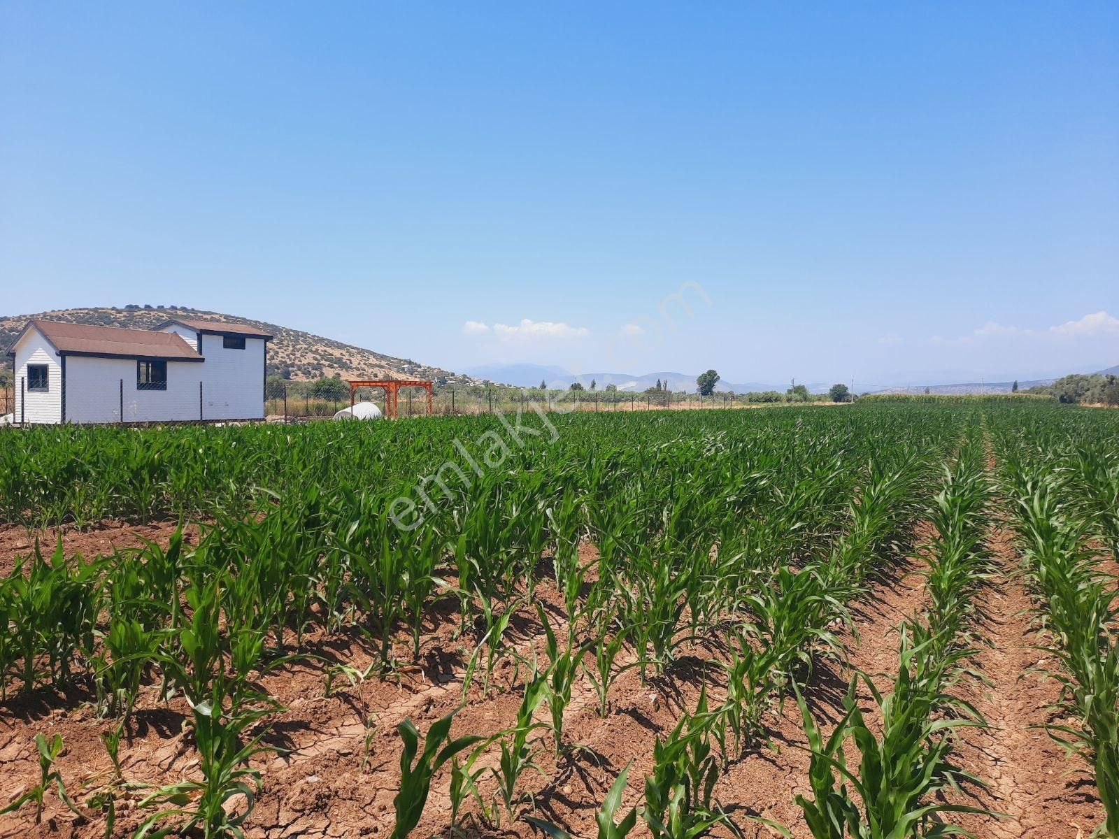 Milas Ağaçlıhüyük Te 4.988m² Resmı Yola Sıfır Fırsat Tarla - Görsel 7