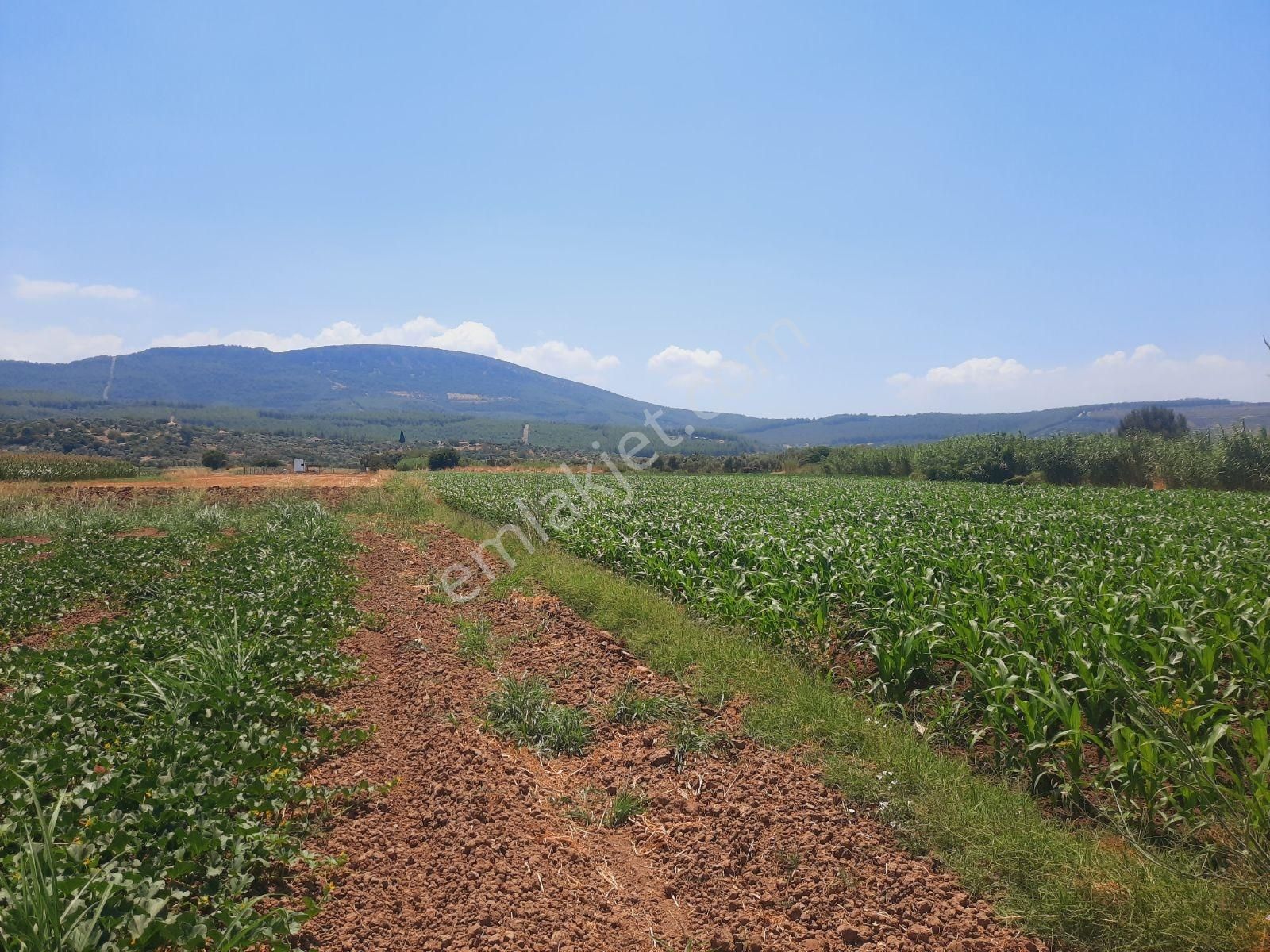Milas Ağaçlıhüyük Te 4.988m² Resmı Yola Sıfır Fırsat Tarla - Görsel 11