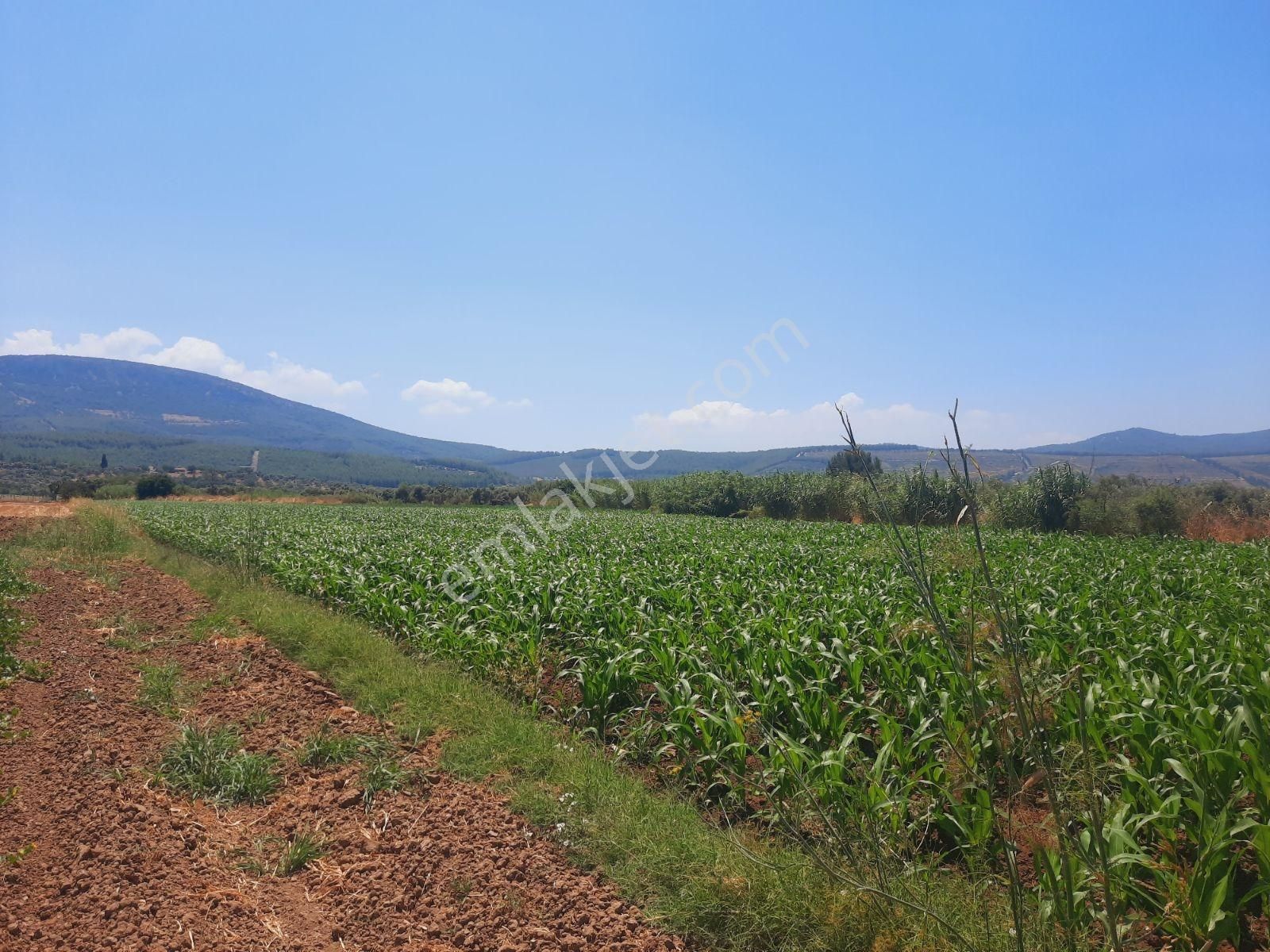 Milas Ağaçlıhüyük Te 4.988m² Resmı Yola Sıfır Fırsat Tarla - Görsel 26