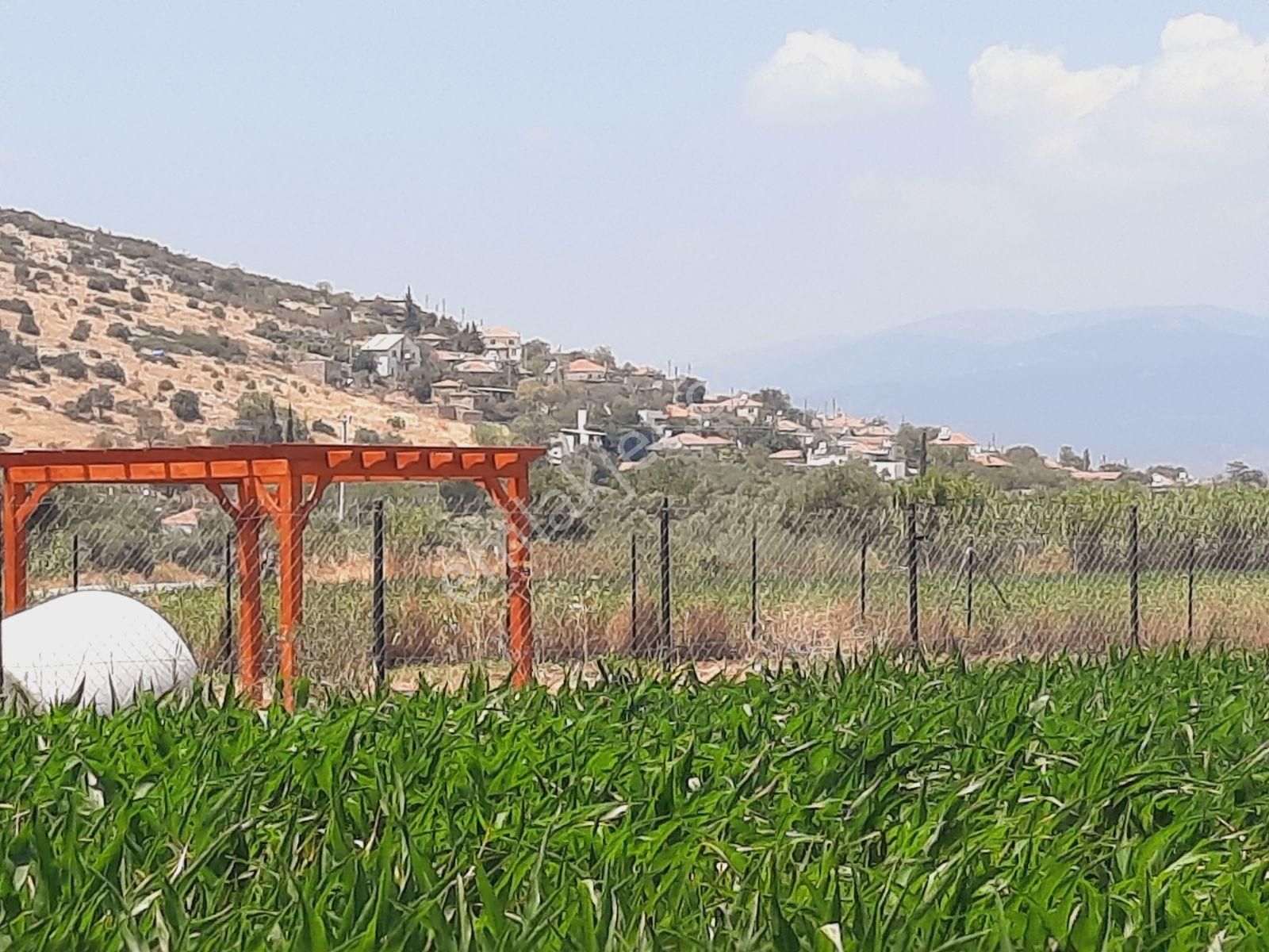 Milas Ağaçlıhüyük Te 4.988m² Resmı Yola Sıfır Fırsat Tarla - Görsel 14