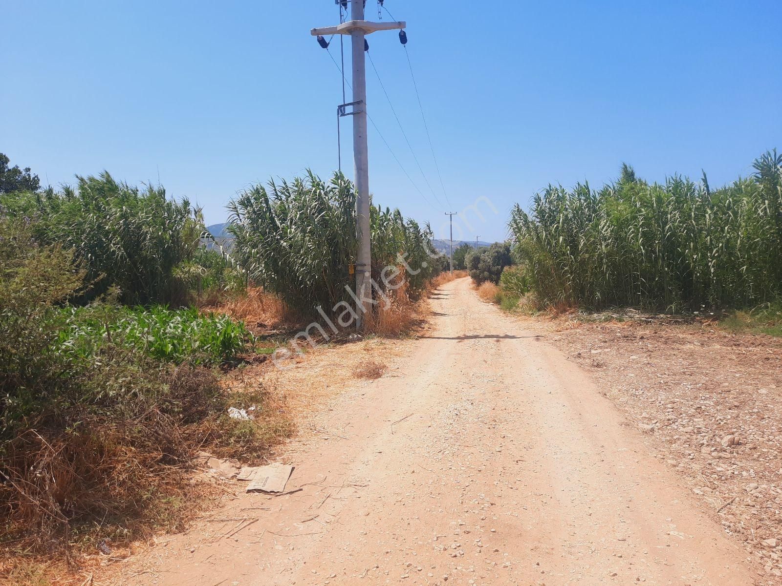 Milas Ağaçlıhüyük Te 4.988m² Resmı Yola Sıfır Fırsat Tarla - Görsel 12