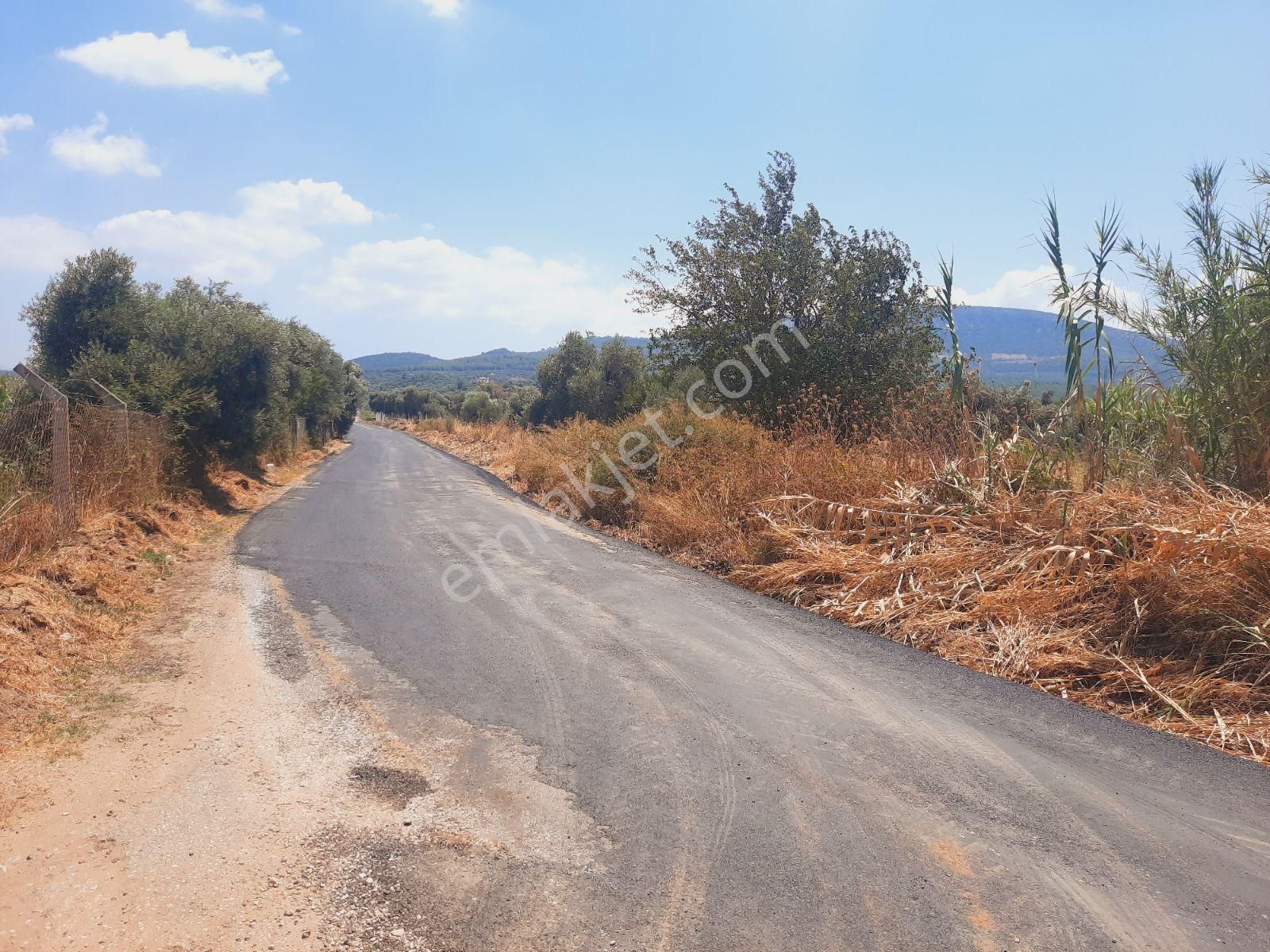 Milas Ağaçlıhüyük Te 4.988m² Resmı Yola Sıfır Fırsat Tarla - Görsel 5