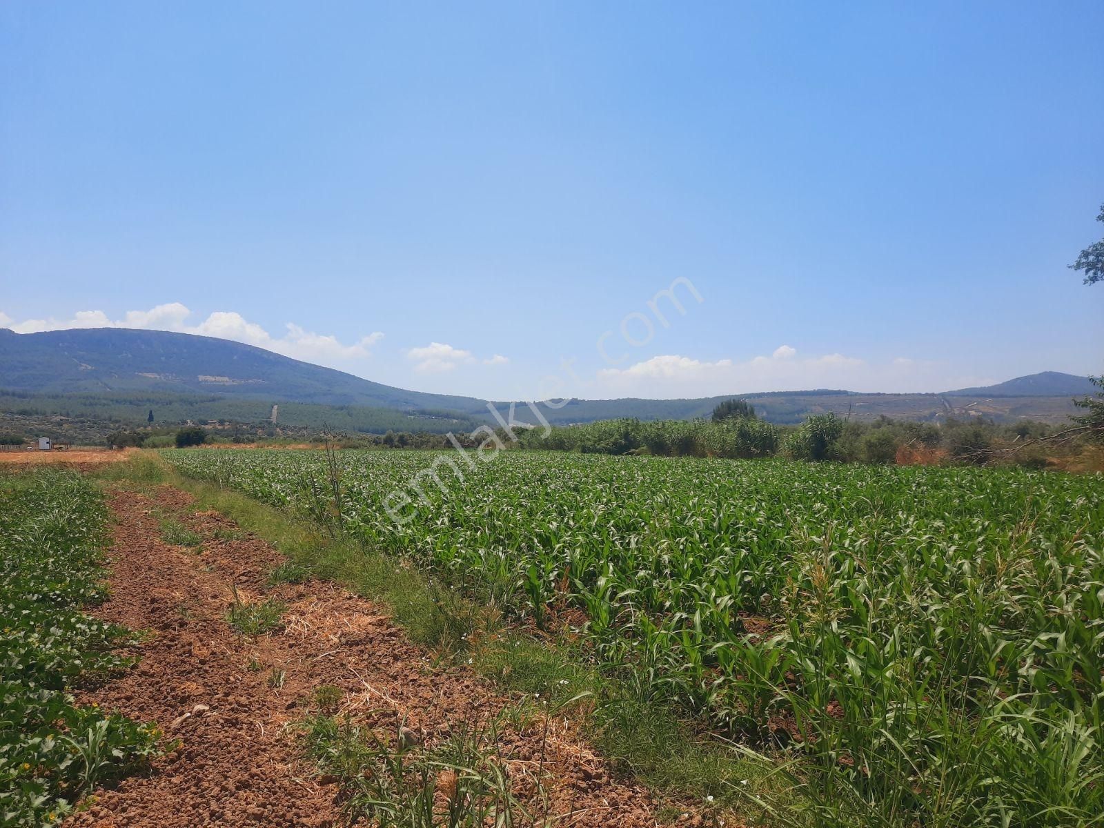 Milas Ağaçlıhüyük Te 4.988m² Resmı Yola Sıfır Fırsat Tarla - Görsel 23