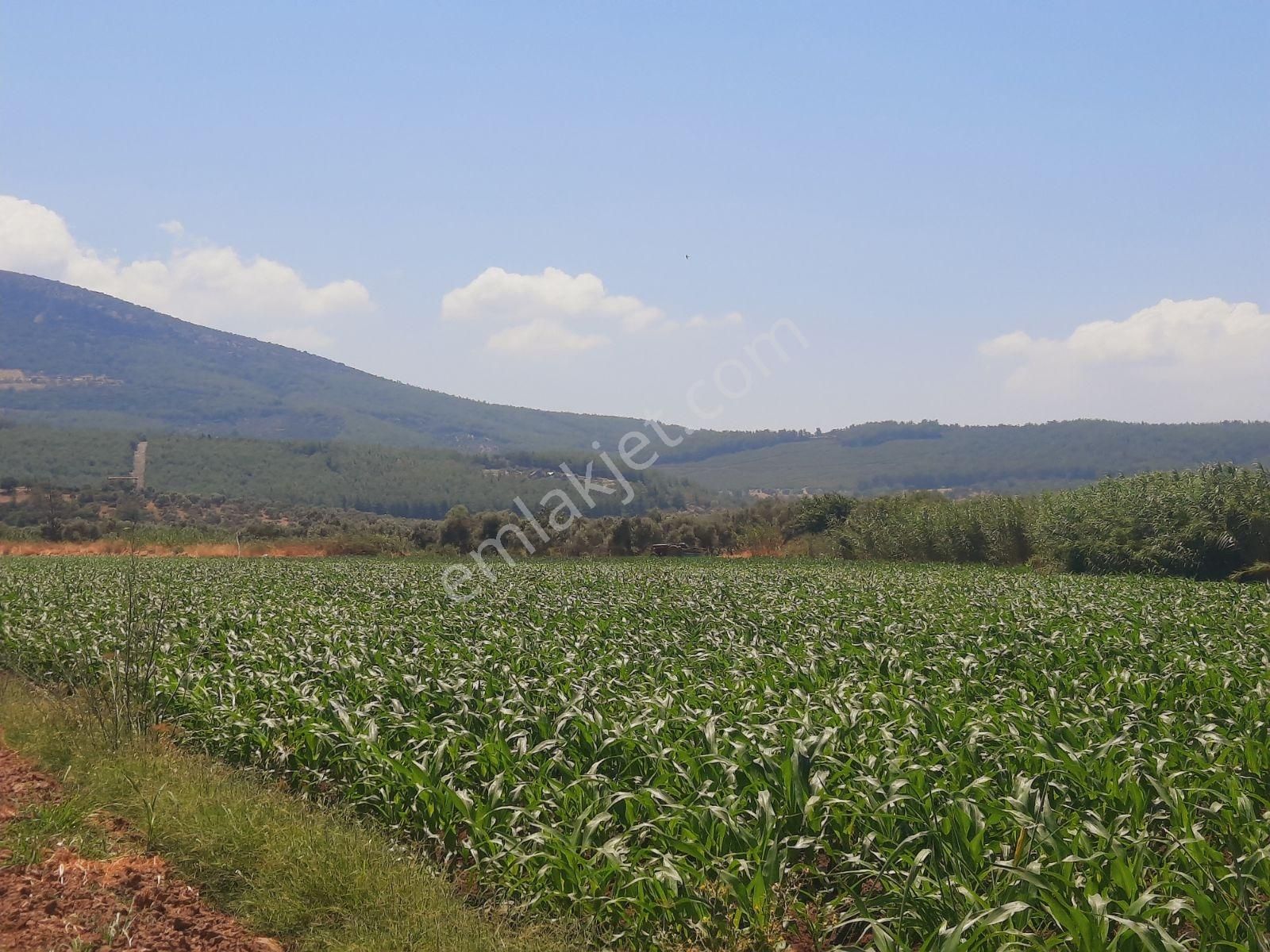 Milas Ağaçlıhüyük Te 4.988m² Resmı Yola Sıfır Fırsat Tarla - Görsel 28