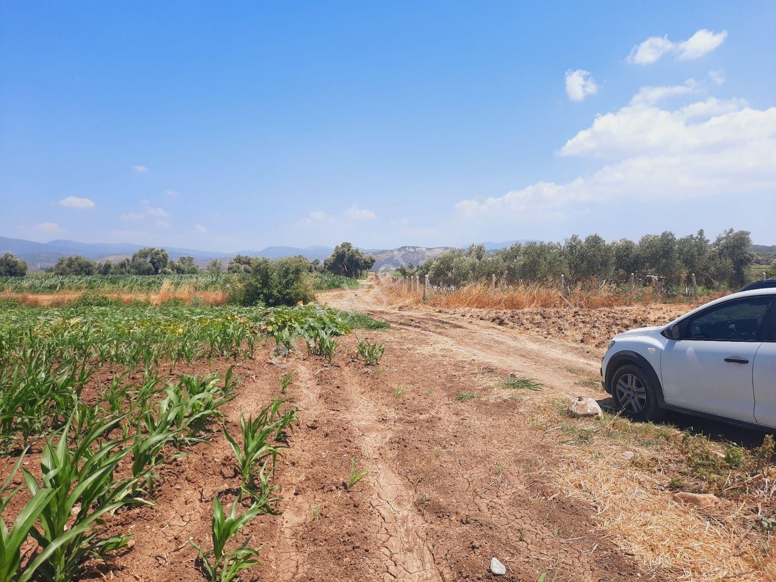 Milas Ağaçlıhüyük Te 4.988m² Resmı Yola Sıfır Fırsat Tarla - Görsel 2