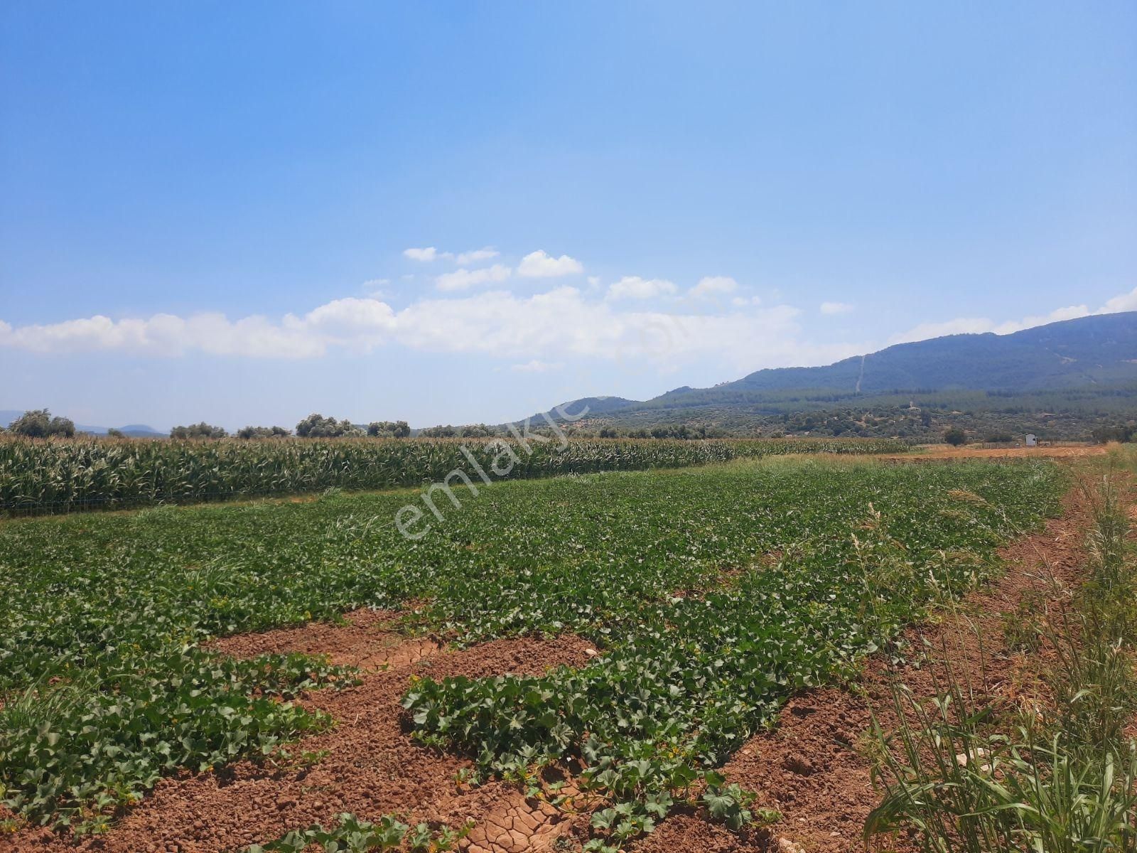 Milas Ağaçlıhüyük Te 4.988m² Resmı Yola Sıfır Fırsat Tarla - Görsel 24