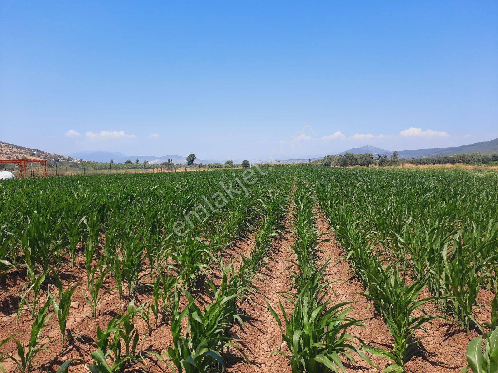 Milas Ağaçlıhüyük Te 4.988m² Resmı Yola Sıfır Fırsat Tarla - Görsel 20