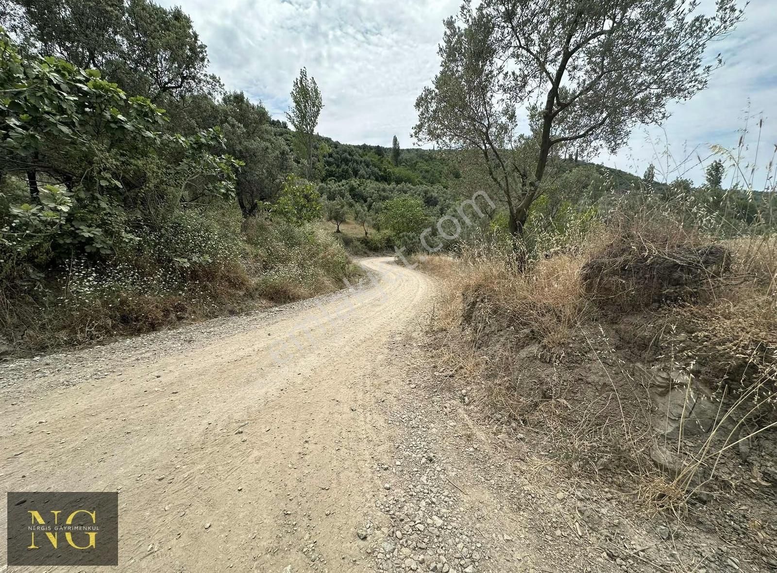 Nergisden Satılık Göl Manzaralı Tek Tapu Yola Cephe Zeytinlik