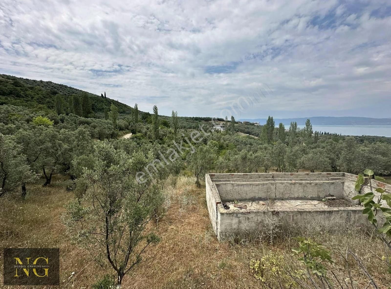 Nergisden Satılık Göl Manzaralı Tek Tapu Yola Cephe Zeytinlik - Görsel 16