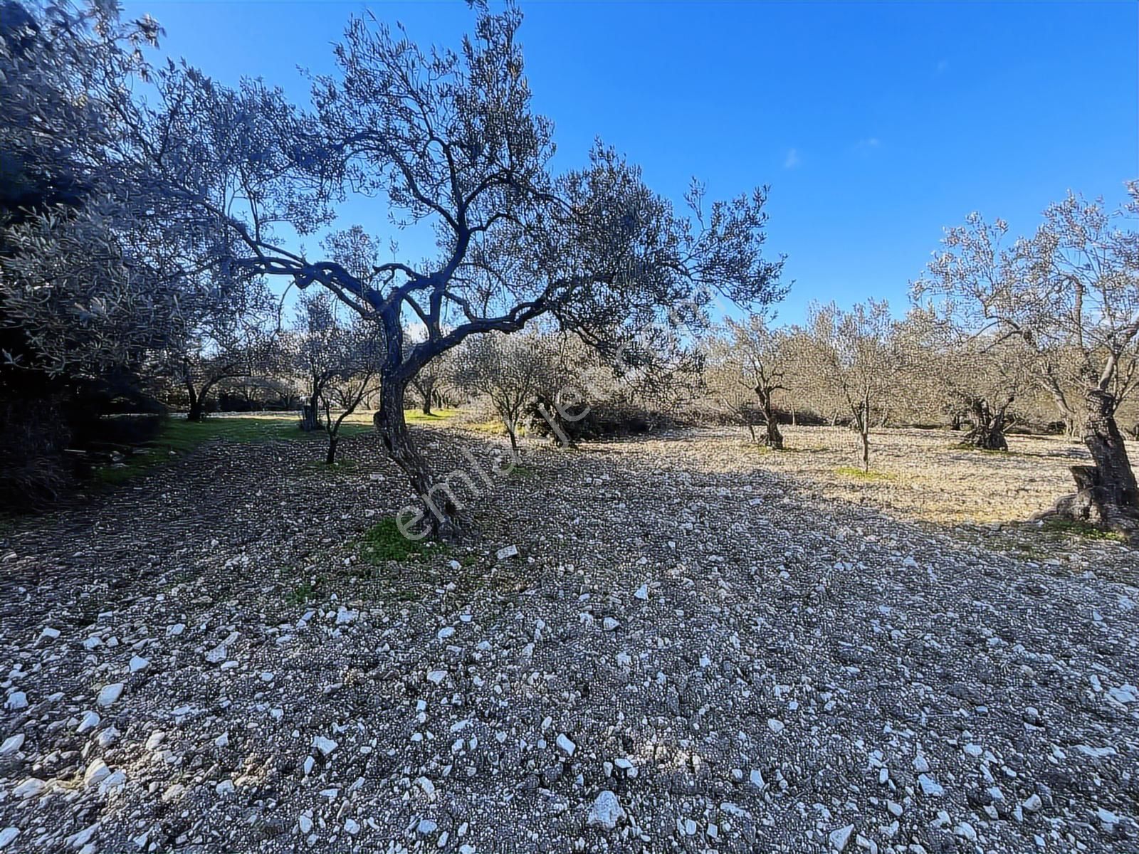 Realiva'dan Aliağa Bozköyde Satılık Zeytin Ağaçlı Tarla - Görsel 6
