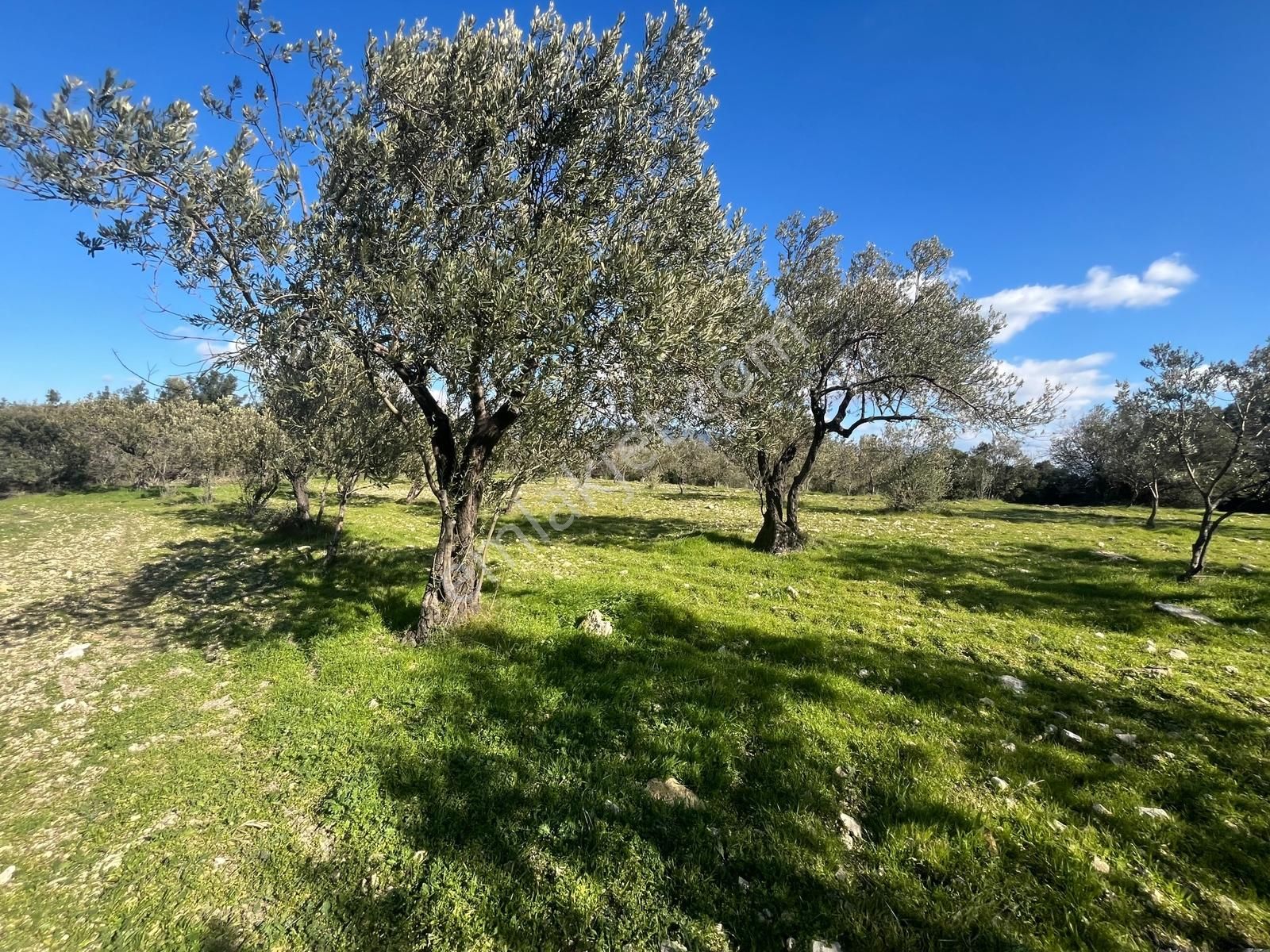 Realiva'dan Aliağa Bozköyde Satılık Zeytin Ağaçlı Tarla - Görsel 3