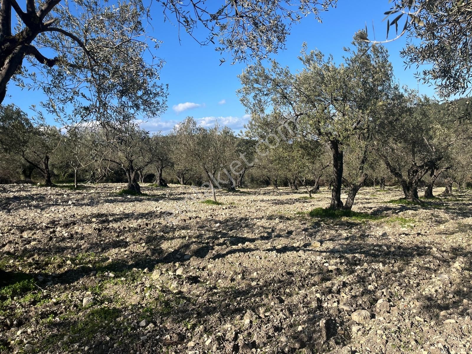 Realiva'dan Aliağa Bozköyde Satılık Zeytin Ağaçlı Tarla - Görsel 8