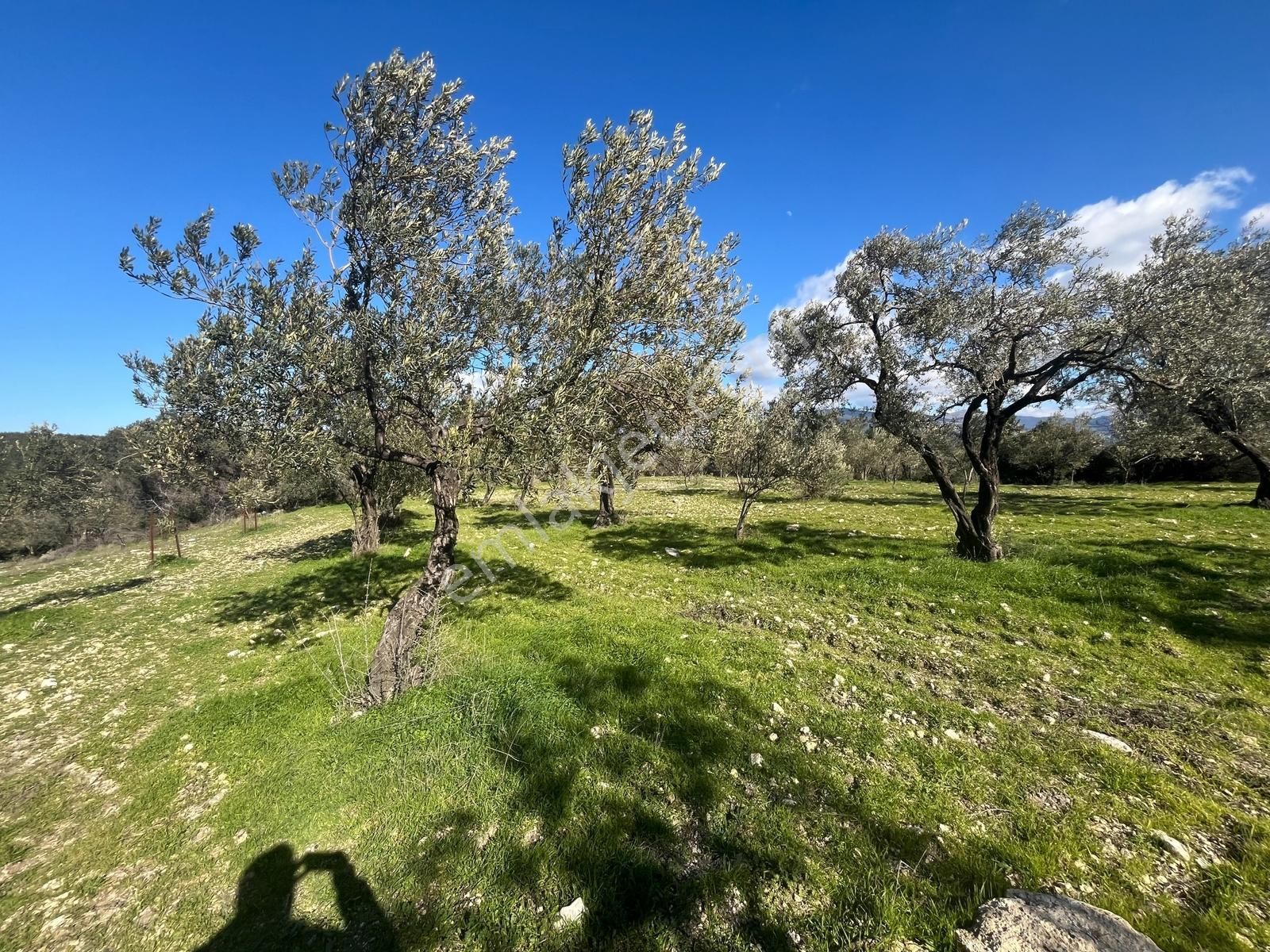 Realiva'dan Aliağa Bozköyde Satılık Zeytin Ağaçlı Tarla - Görsel 2