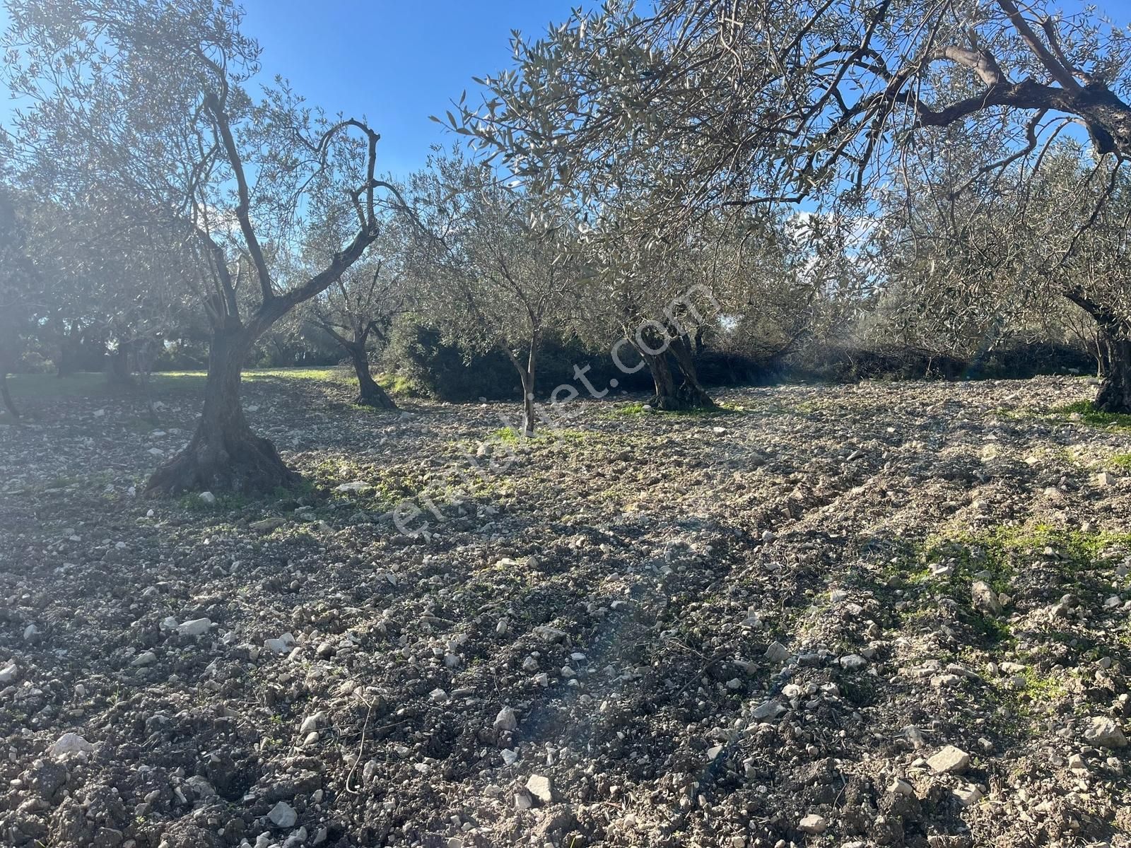 Realiva'dan Aliağa Bozköyde Satılık Zeytin Ağaçlı Tarla - Görsel 7