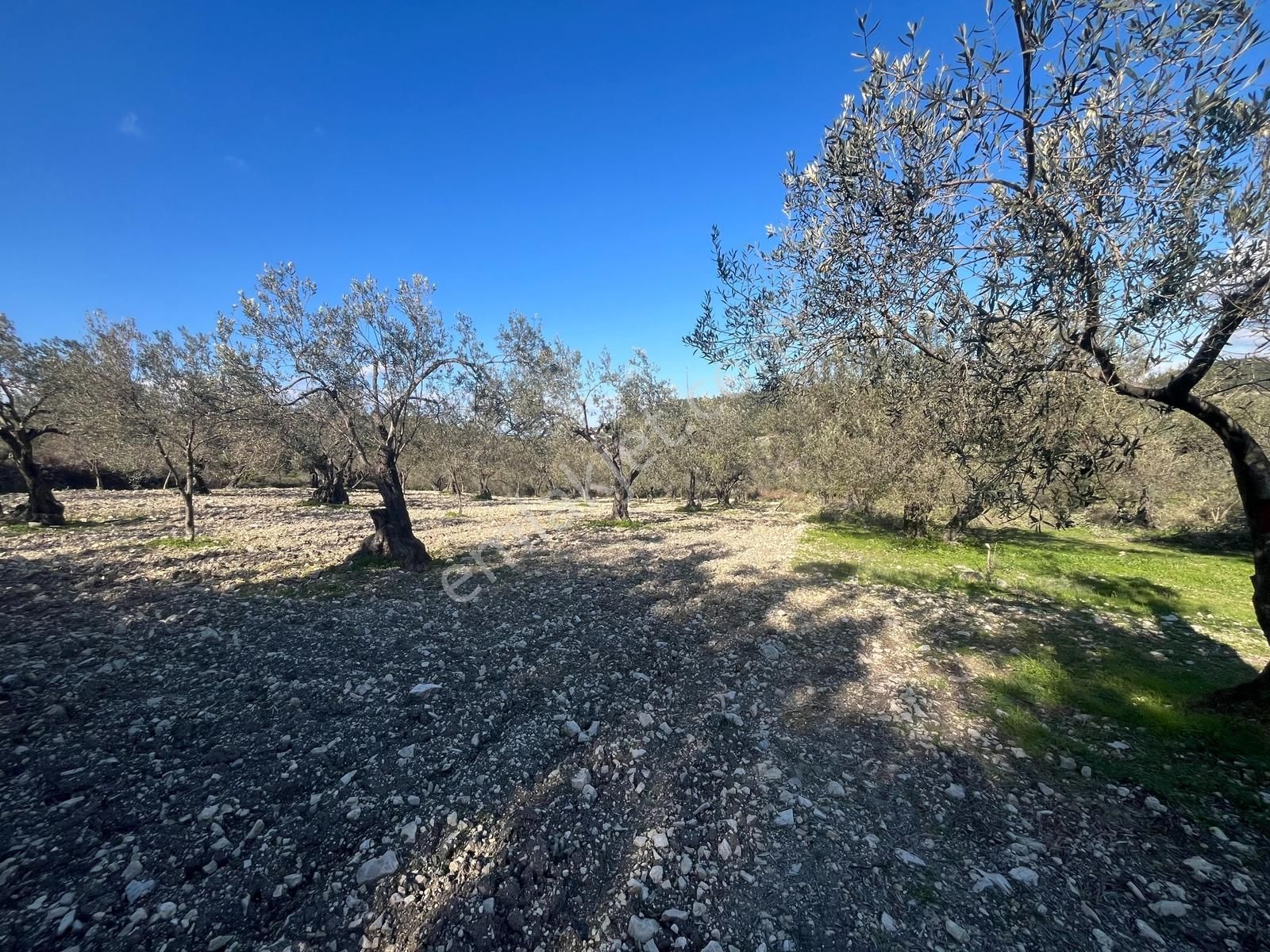 Realiva'dan Aliağa Bozköyde Satılık Zeytin Ağaçlı Tarla - Görsel 5