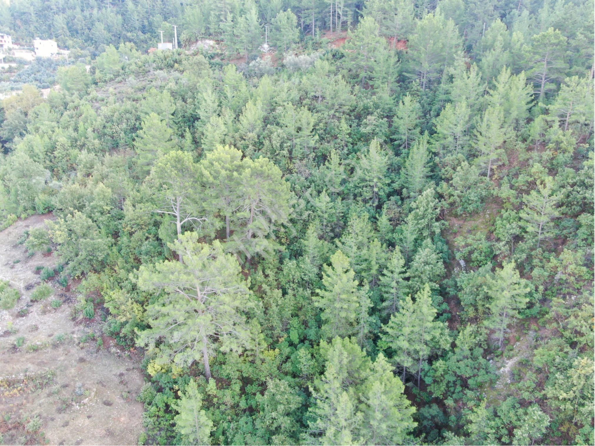 Aalanya Türktaş Mah. 1.105 M2 Satılık Tarla - Görsel 7