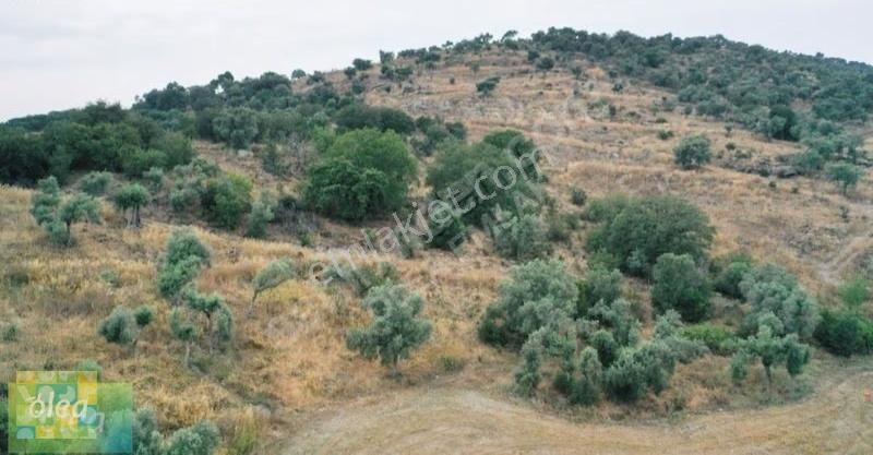Milas Dörttepe Mahallesi Ağaoğlu Projesine Yanında - Görsel 7