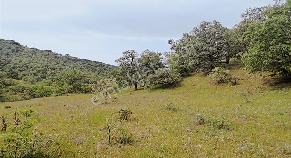 Uşağın En Ucuzu Hem De Düz Ve 3 Tarafı Ormanla Çevrili