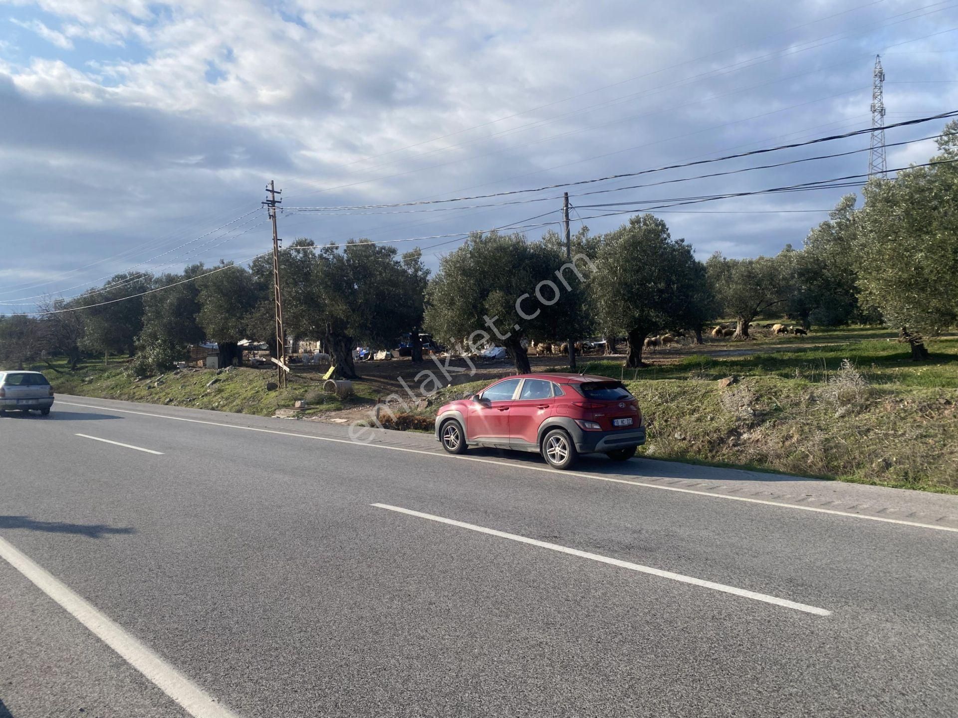 Ayvalık Ta Satılık 30,252 Metre Kare Arsa.ana Yola Cepheli