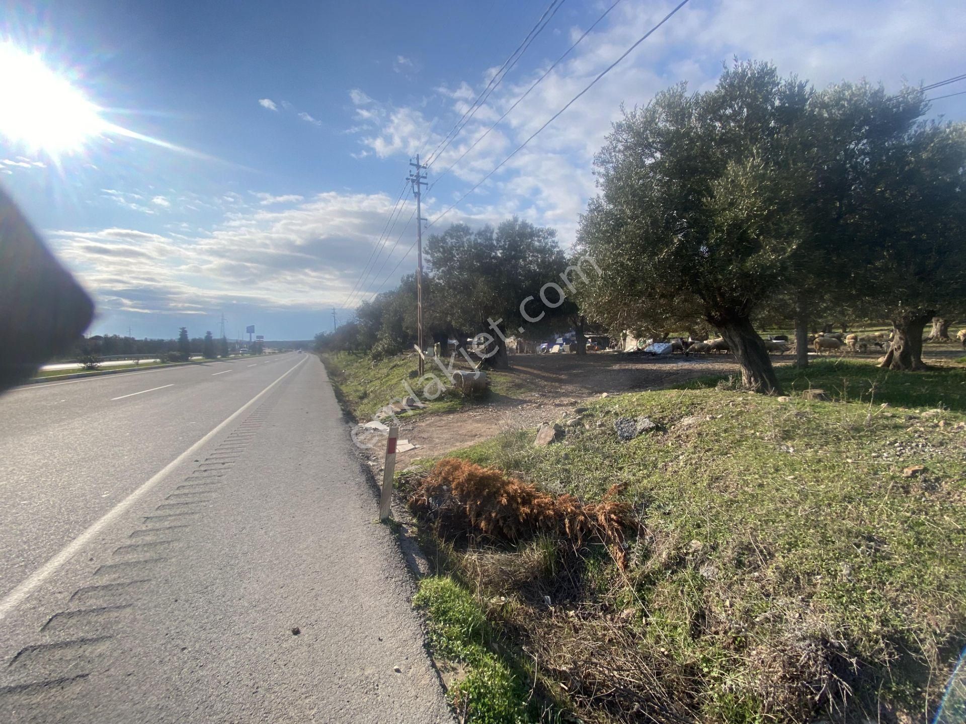 Ayvalık Ta Satılık 30,252 Metre Kare Arsa.ana Yola Cepheli - Görsel 2