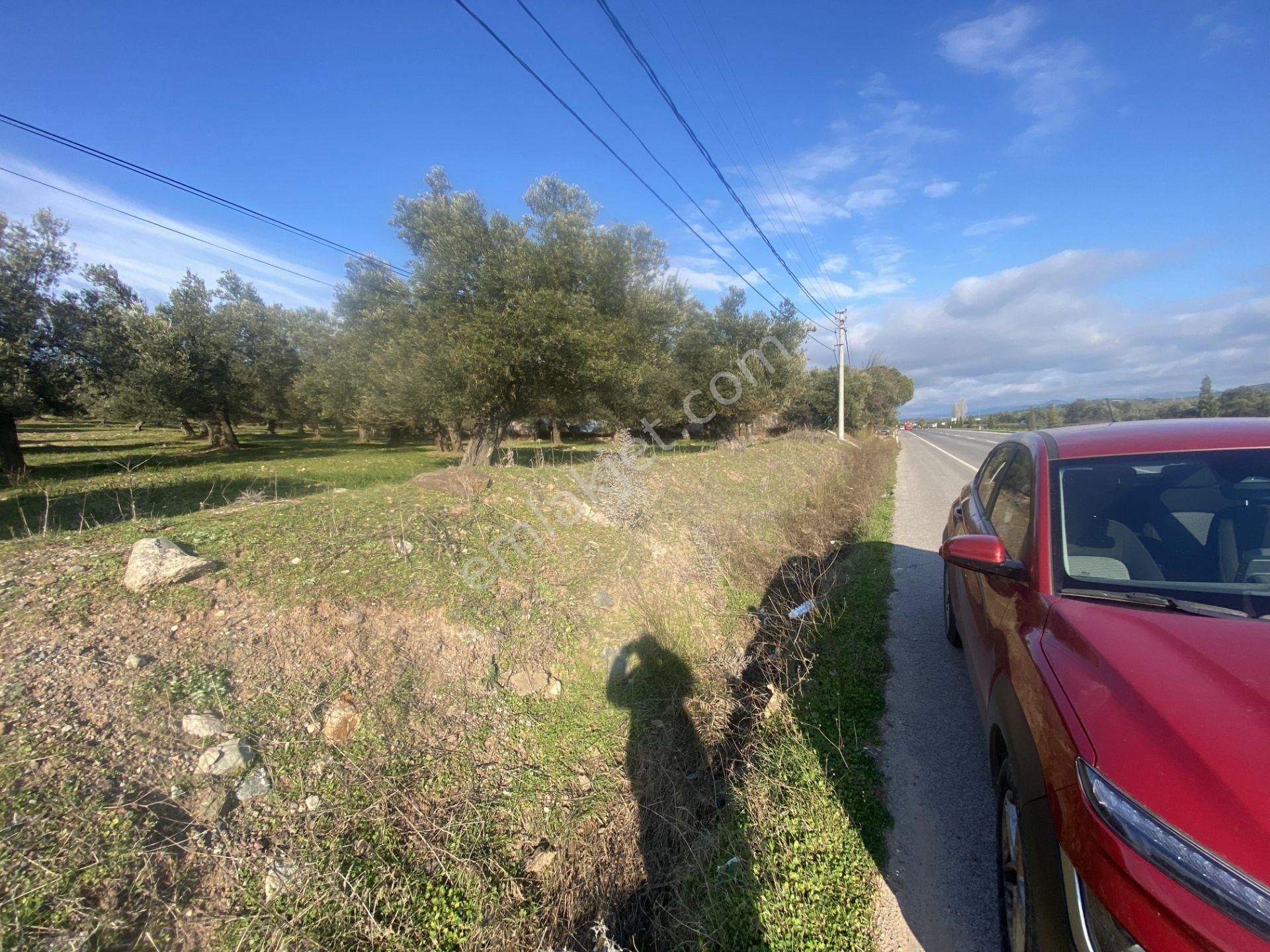 Ayvalık Ta Satılık 30,252 Metre Kare Arsa.ana Yola Cepheli - Görsel 13