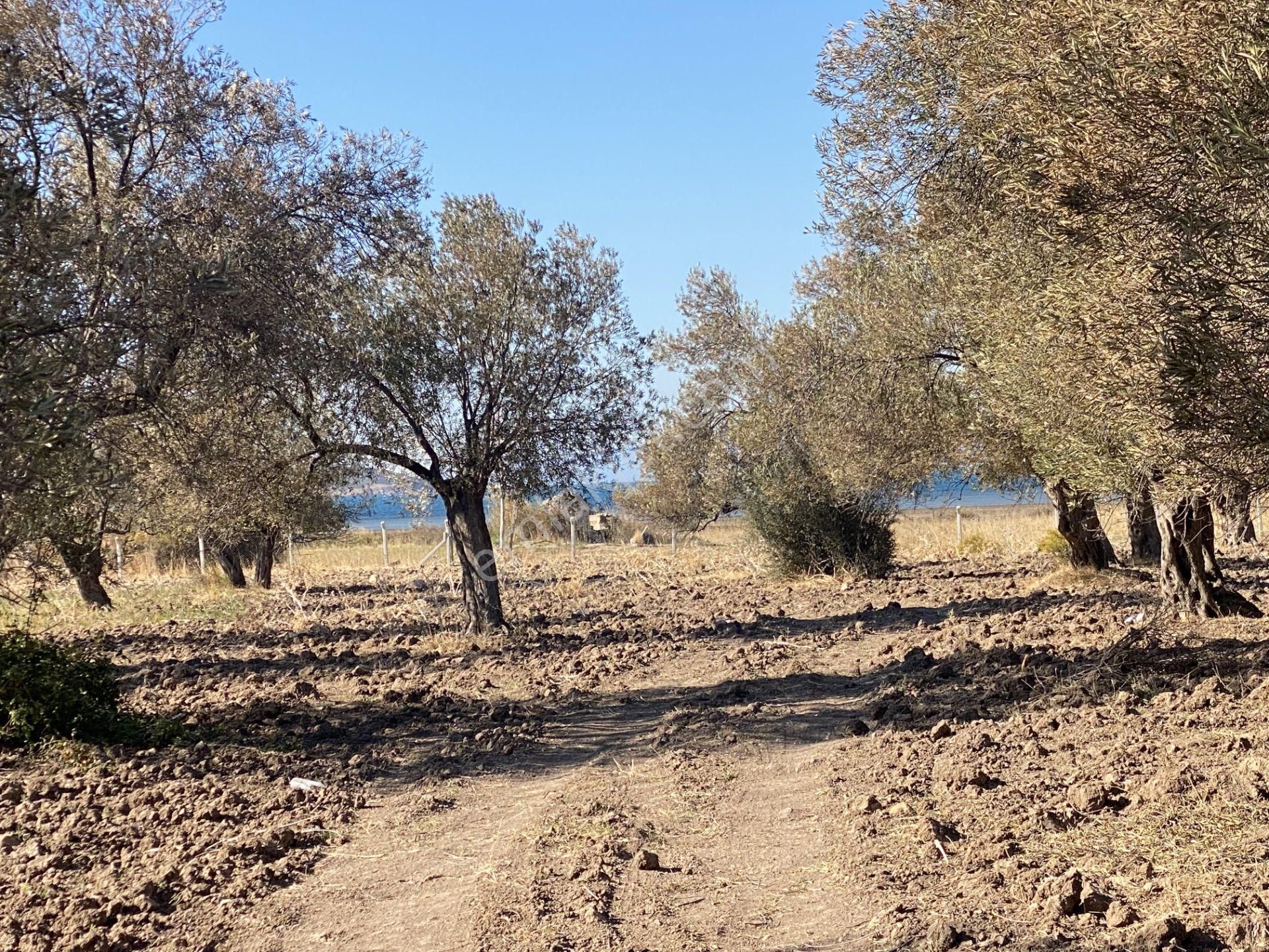 Ayvalık Sakarya Da Satılık 18 Donum Zeytinlik.yola Cepheli. - Görsel 6