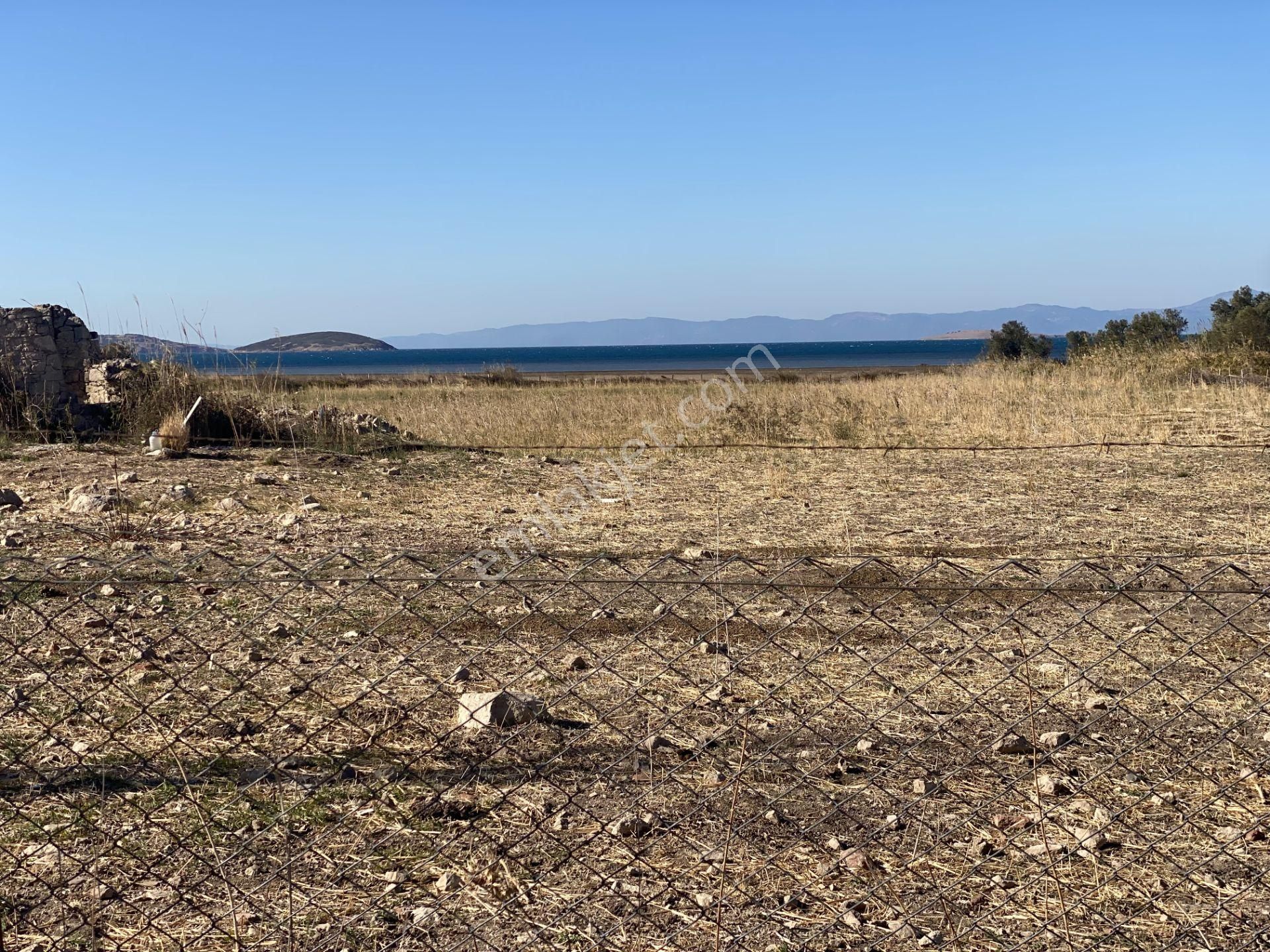 Ayvalık Sakarya Da Satılık 18 Donum Zeytinlik.yola Cepheli. - Görsel 3