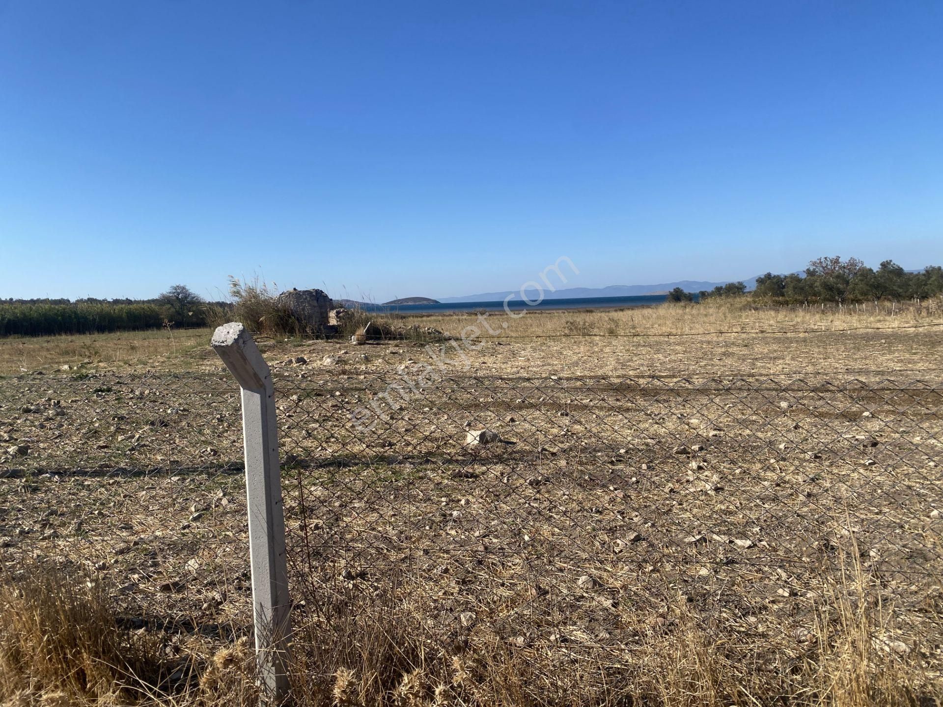 Ayvalık Sakarya Da Satılık 18 Donum Zeytinlik.yola Cepheli. - Görsel 20