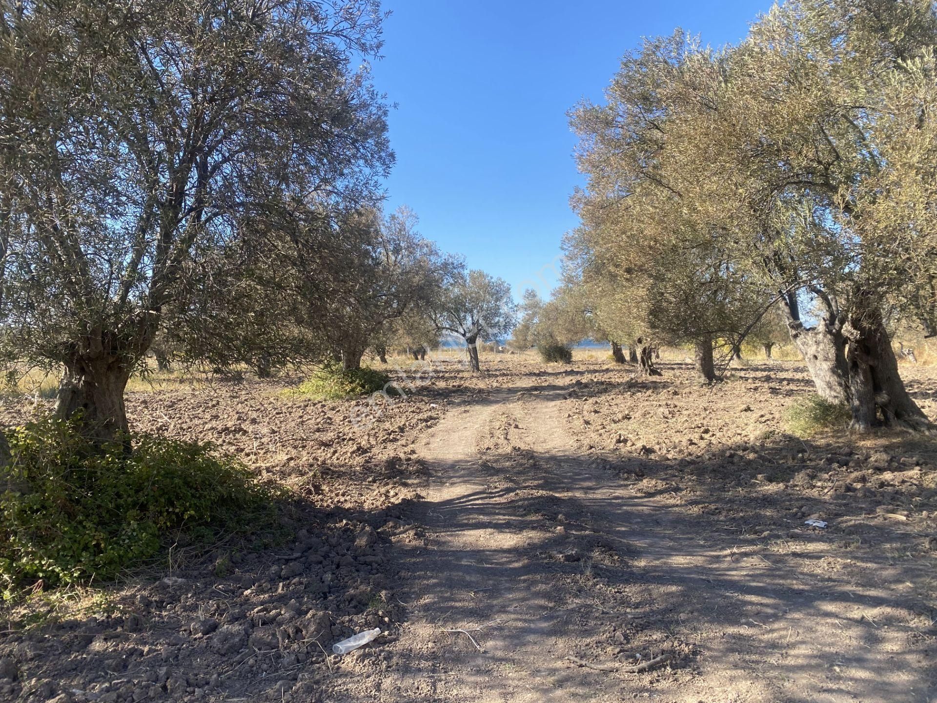 Ayvalık Sakarya Da Satılık 18 Donum Zeytinlik.yola Cepheli. - Görsel 5