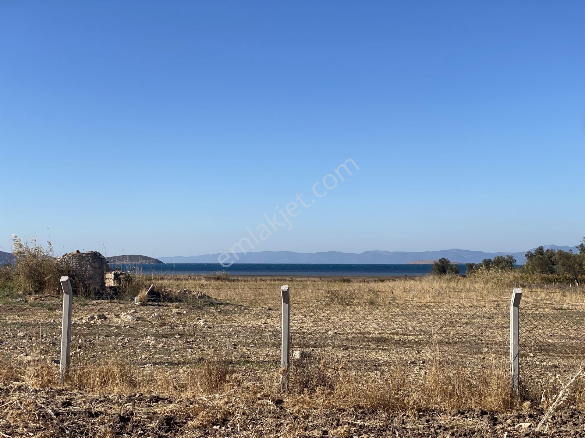 Ayvalık Sakarya Da Satılık 18 Donum Zeytinlik.yola Cepheli. - Görsel 13