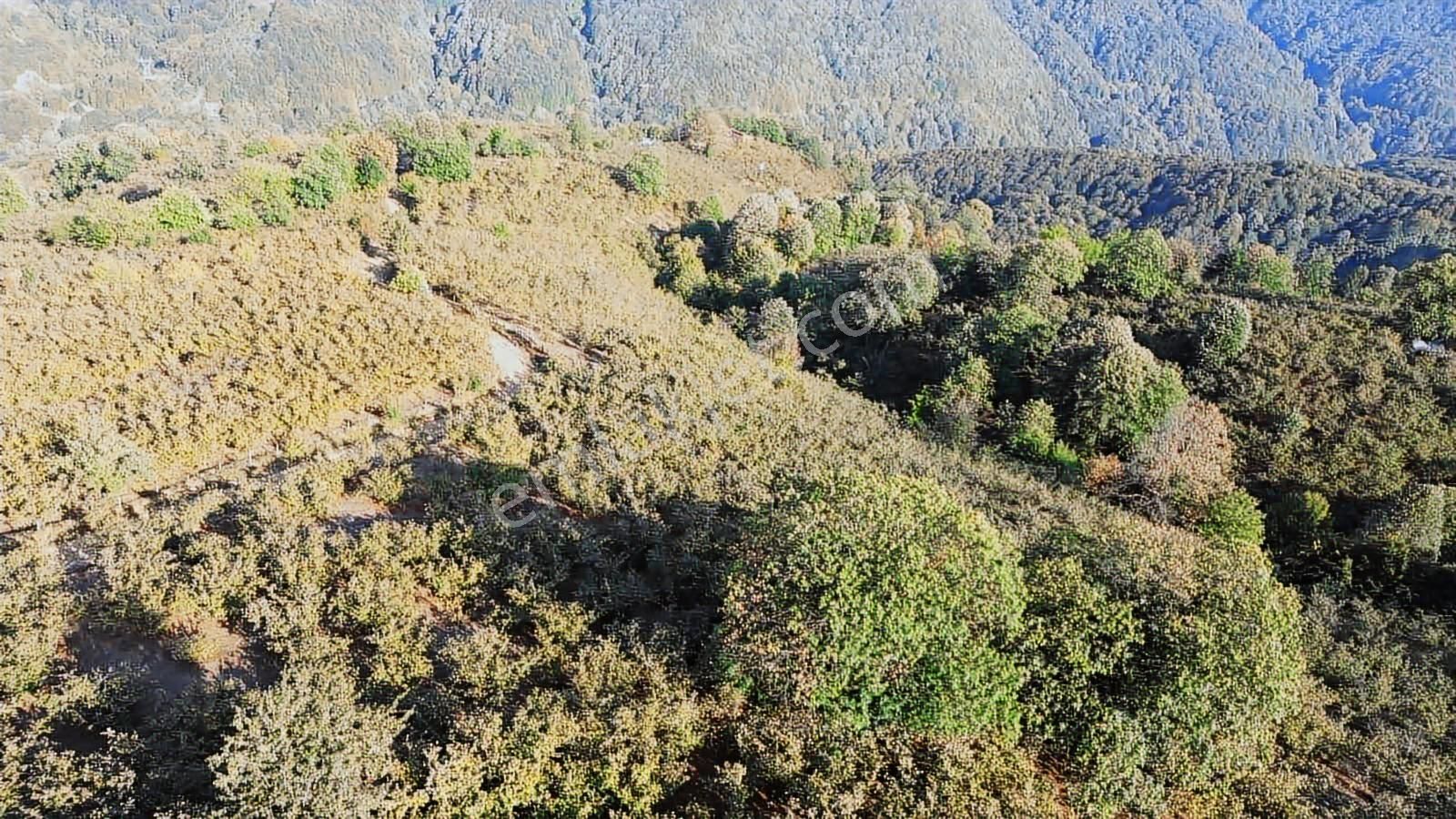 Yön Group'tan Ahmedı'ye De Satılık Fındık Bahçesi - Görsel 7