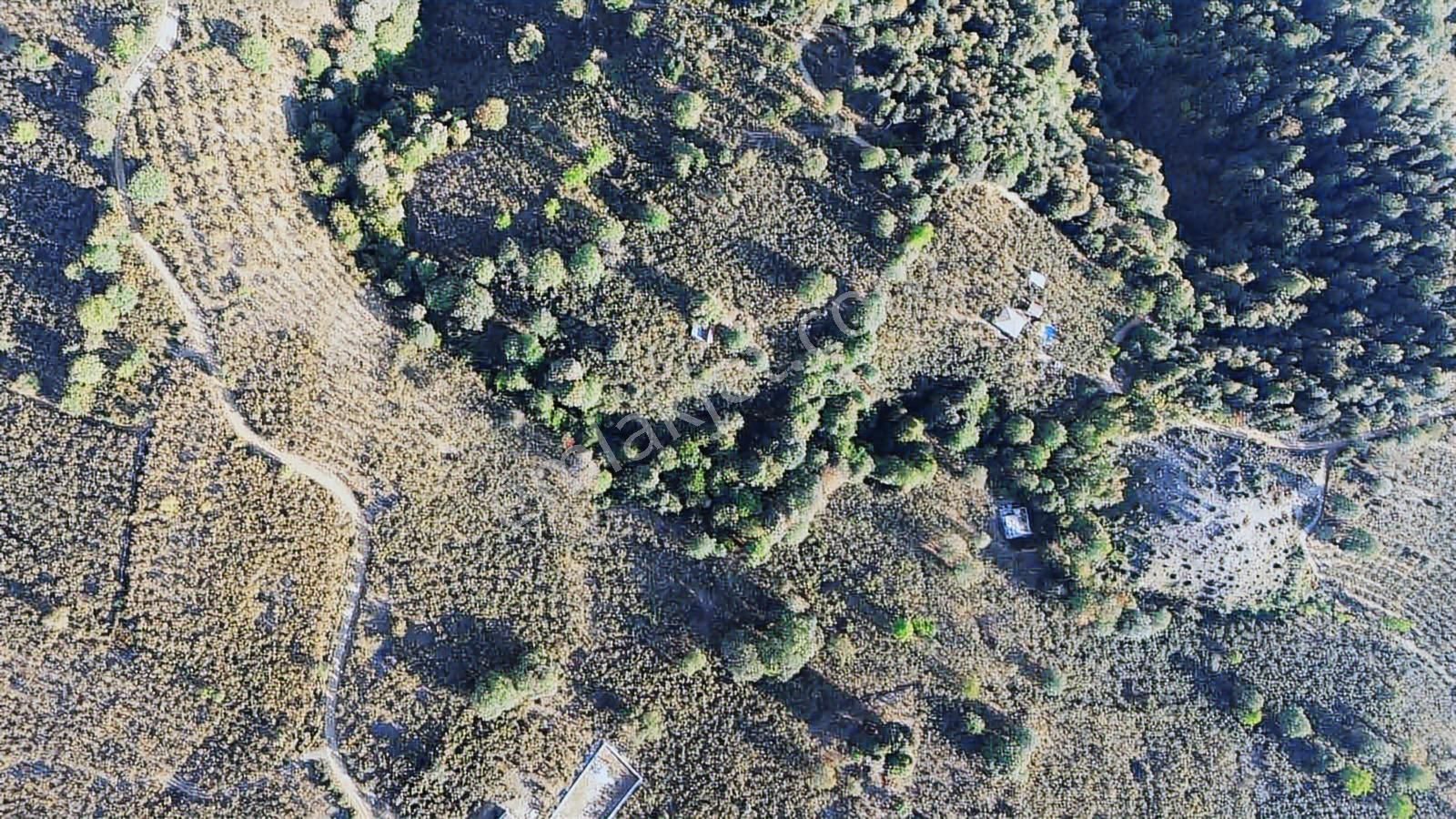 Yön Group'tan Ahmediye'de Satılık Fındık Bahçesi - Görsel 3